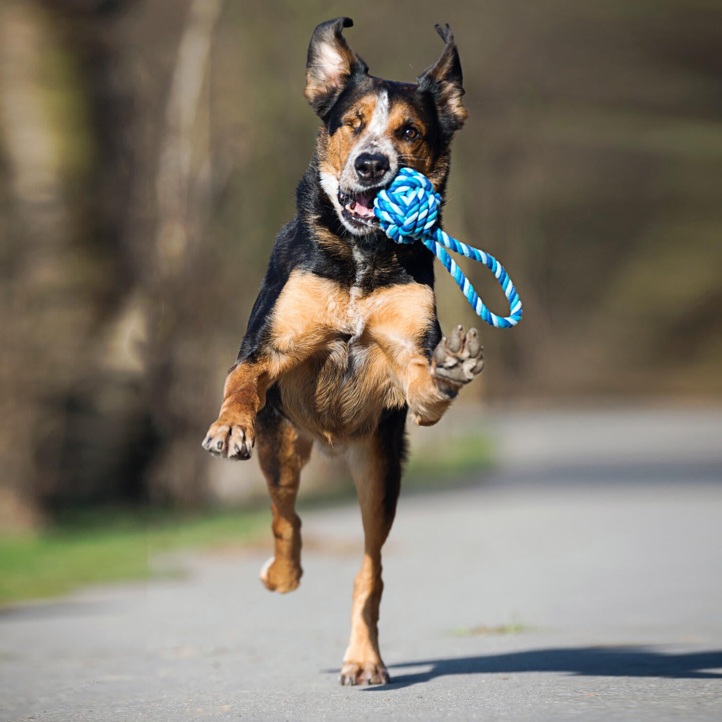 Laboni-Hundespielzeug-Tauspielzeug-Schleuderball-Türkis-Blau-Hund 2