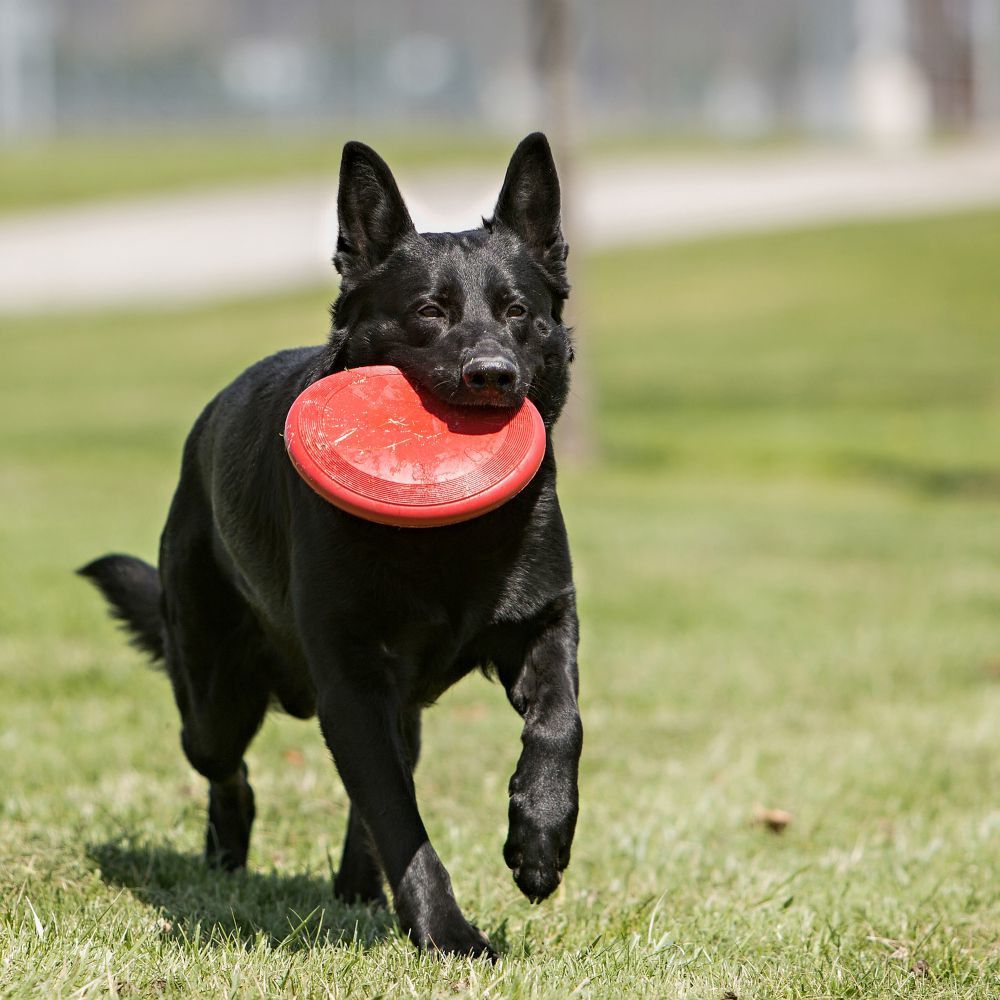 Hundespielzeug - KONG - Flyer - Frisbee – WOOFSTUFF - SHOP FOR DOGS