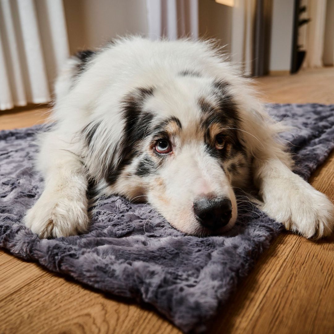 Laboni-Hundedecke-Cozy-stone-Hund