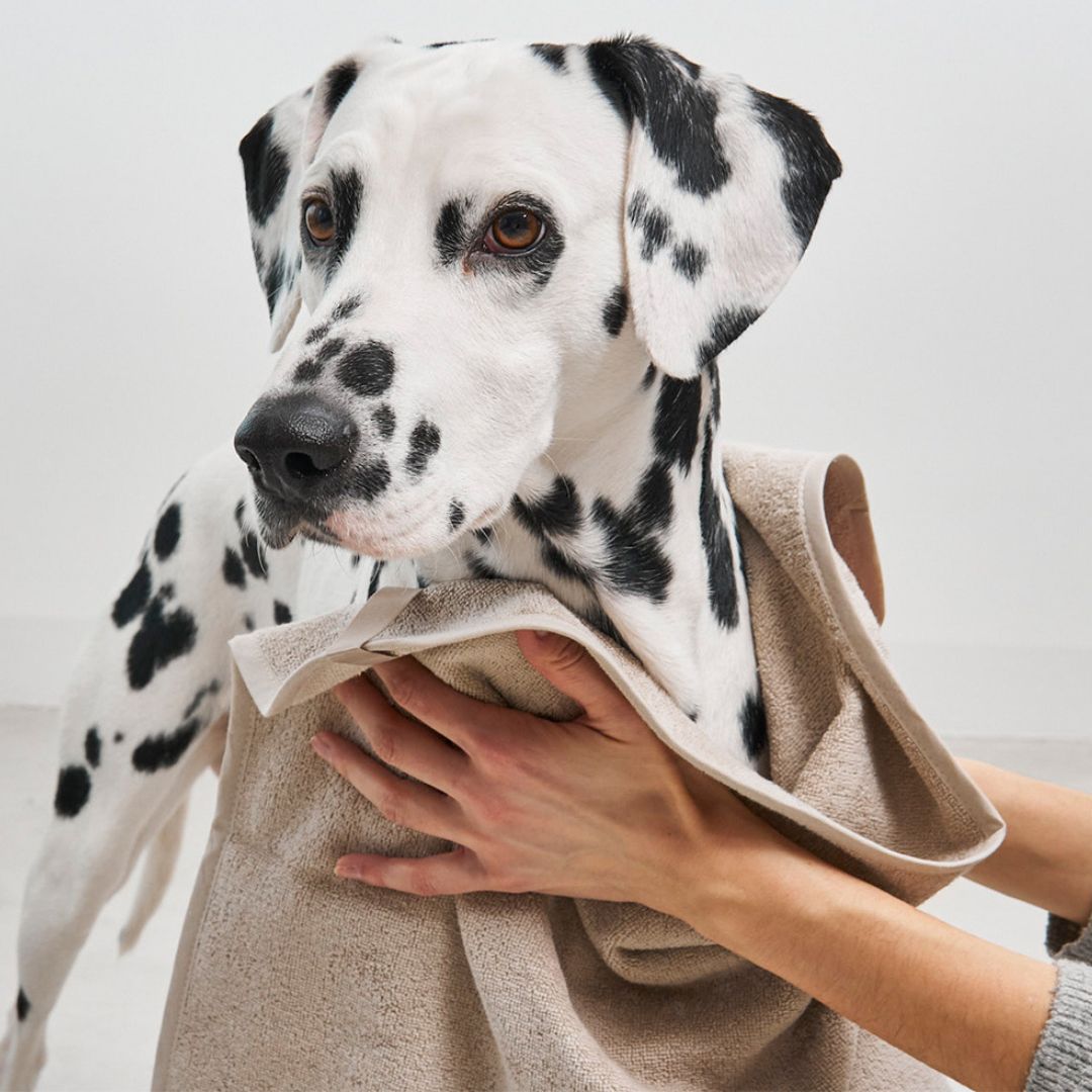 MiaCara-Hundetrockentuch-Secco-Hundehandtuch-Greige-Hund