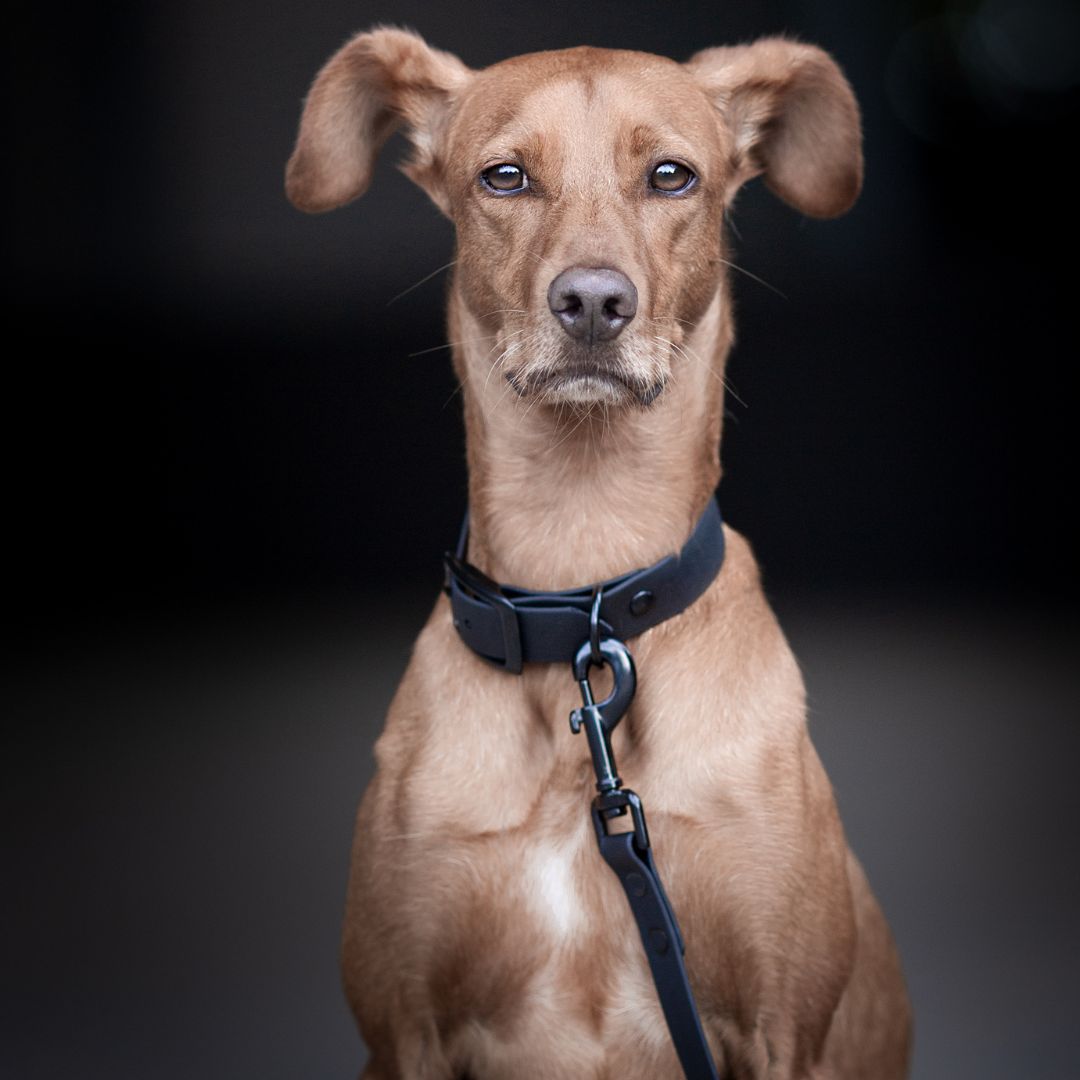 Woofstuff-BioThane-Hundeleine-Cityleine-Neo-Black