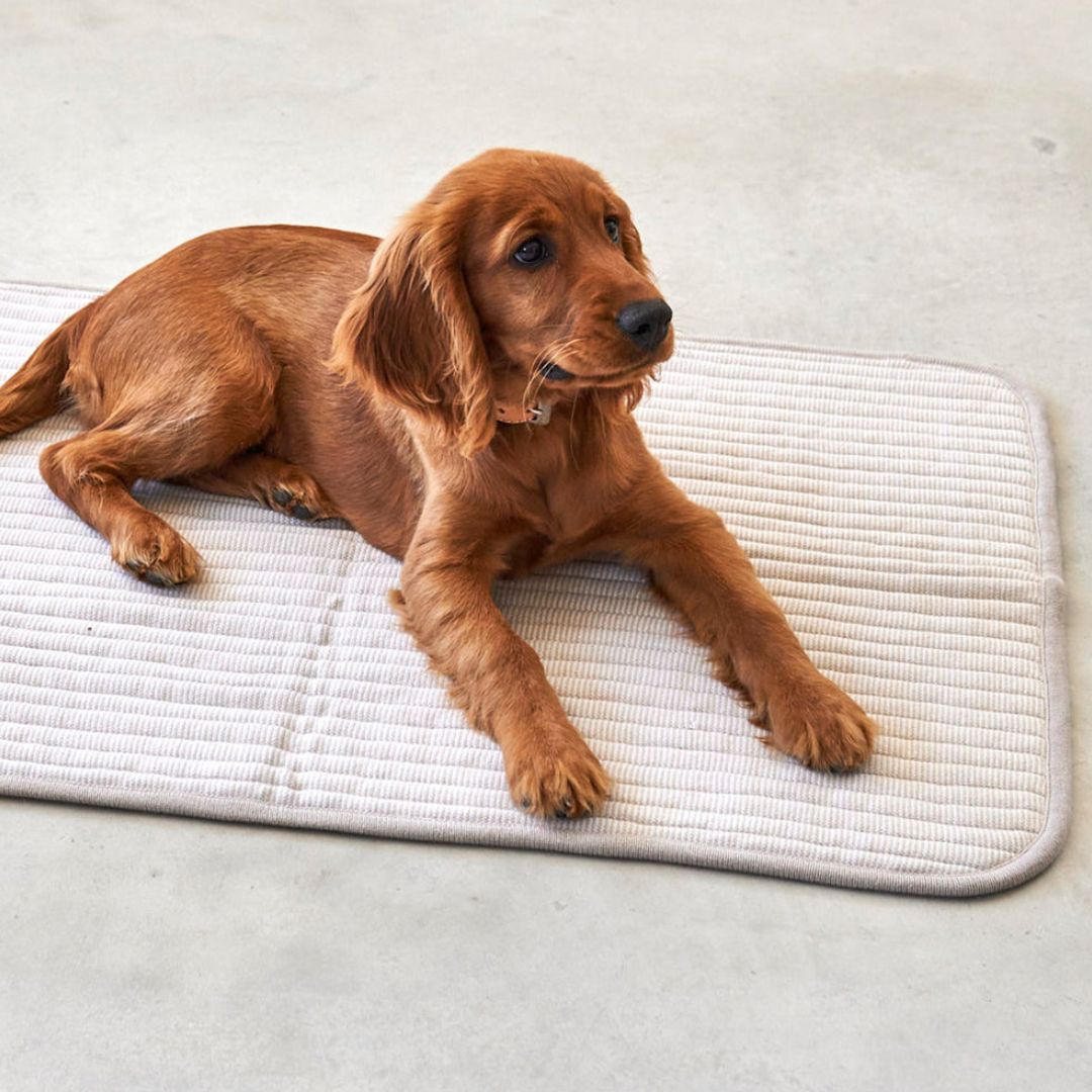 MiaCara-Hundedecke-Onda-Greige-Hund