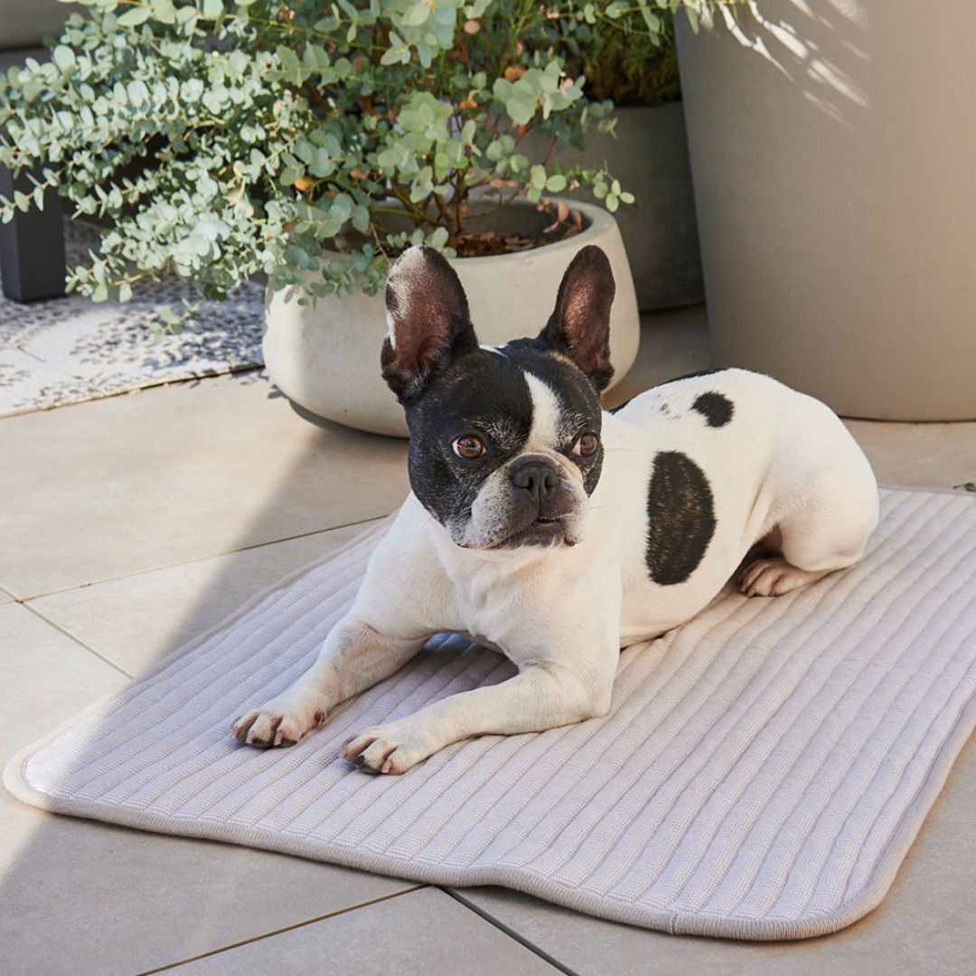 MiaCara-Hundedecke-Onda-Greige-Hund