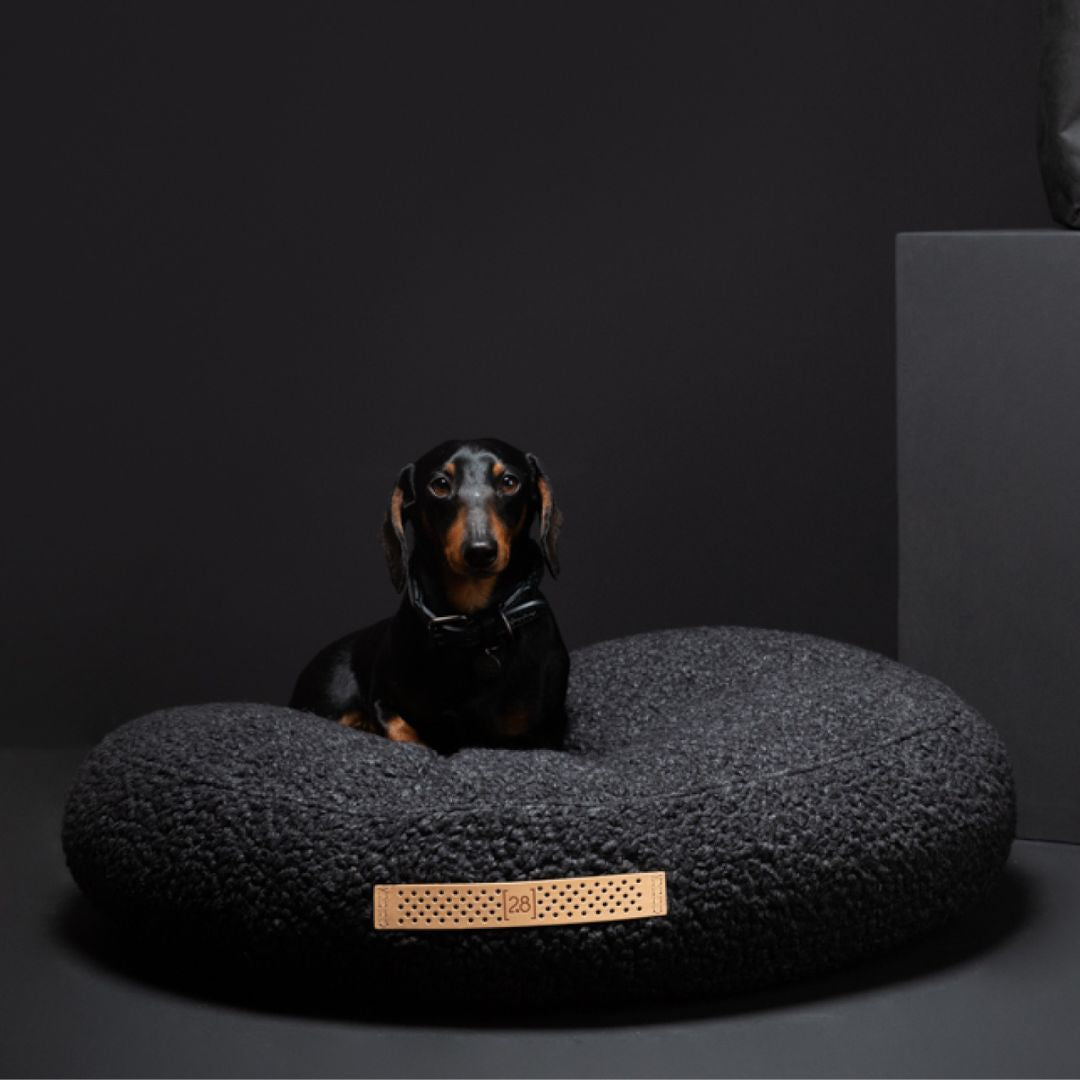 2.8-duepuntootto-Fulvio-Charcoal-Hund