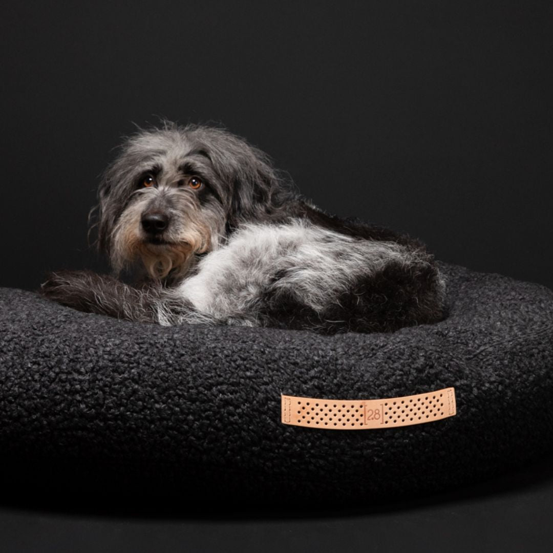 2.8-duepuntootto-Fulvio-Charcoal-Hund2