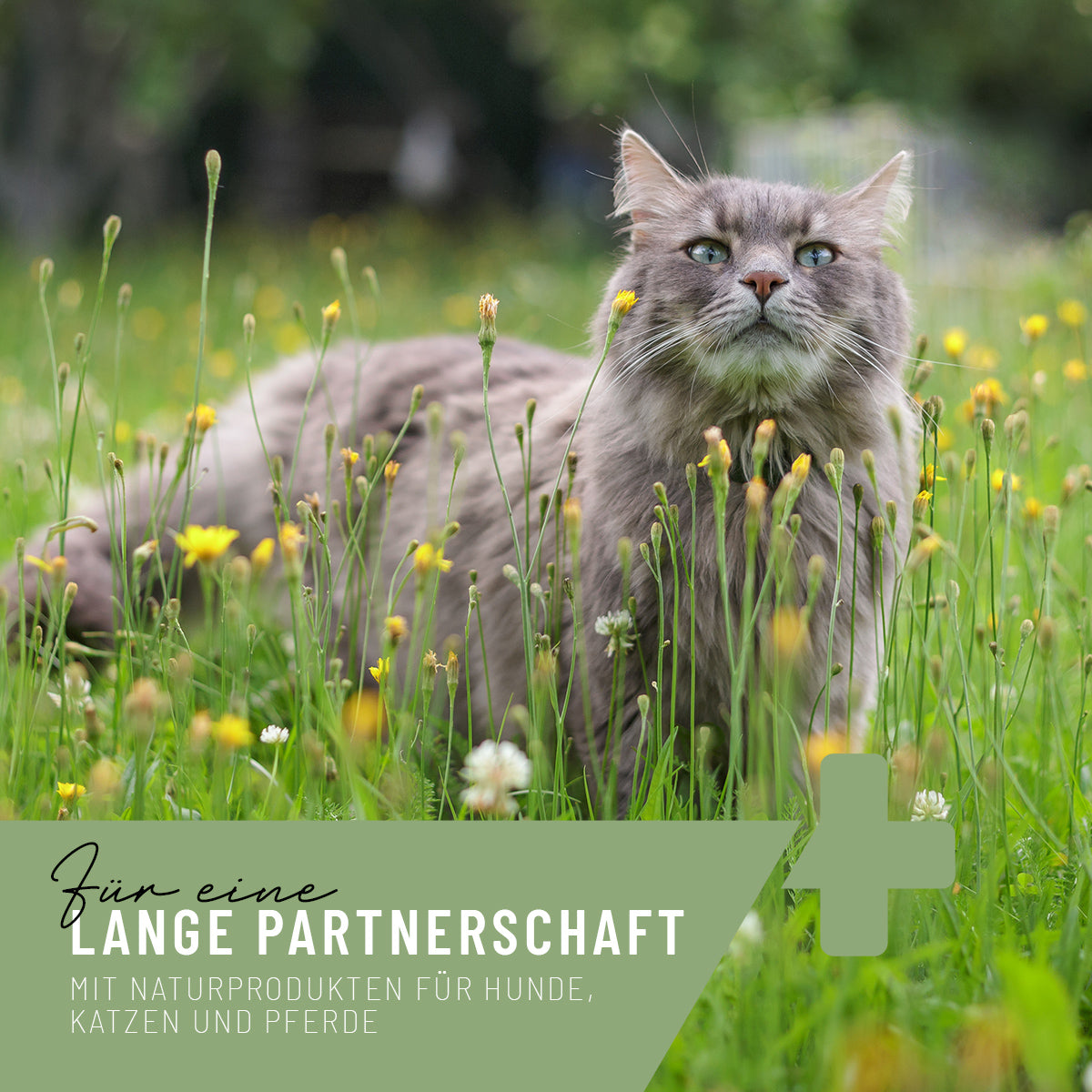 Grünlippmuschel Extrakt