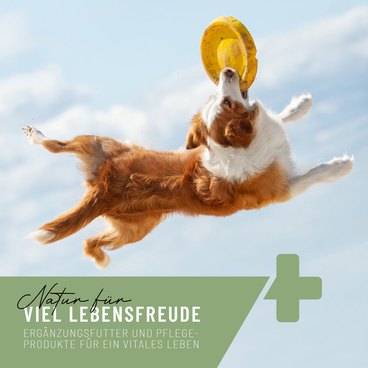 Hagebutten Pulver