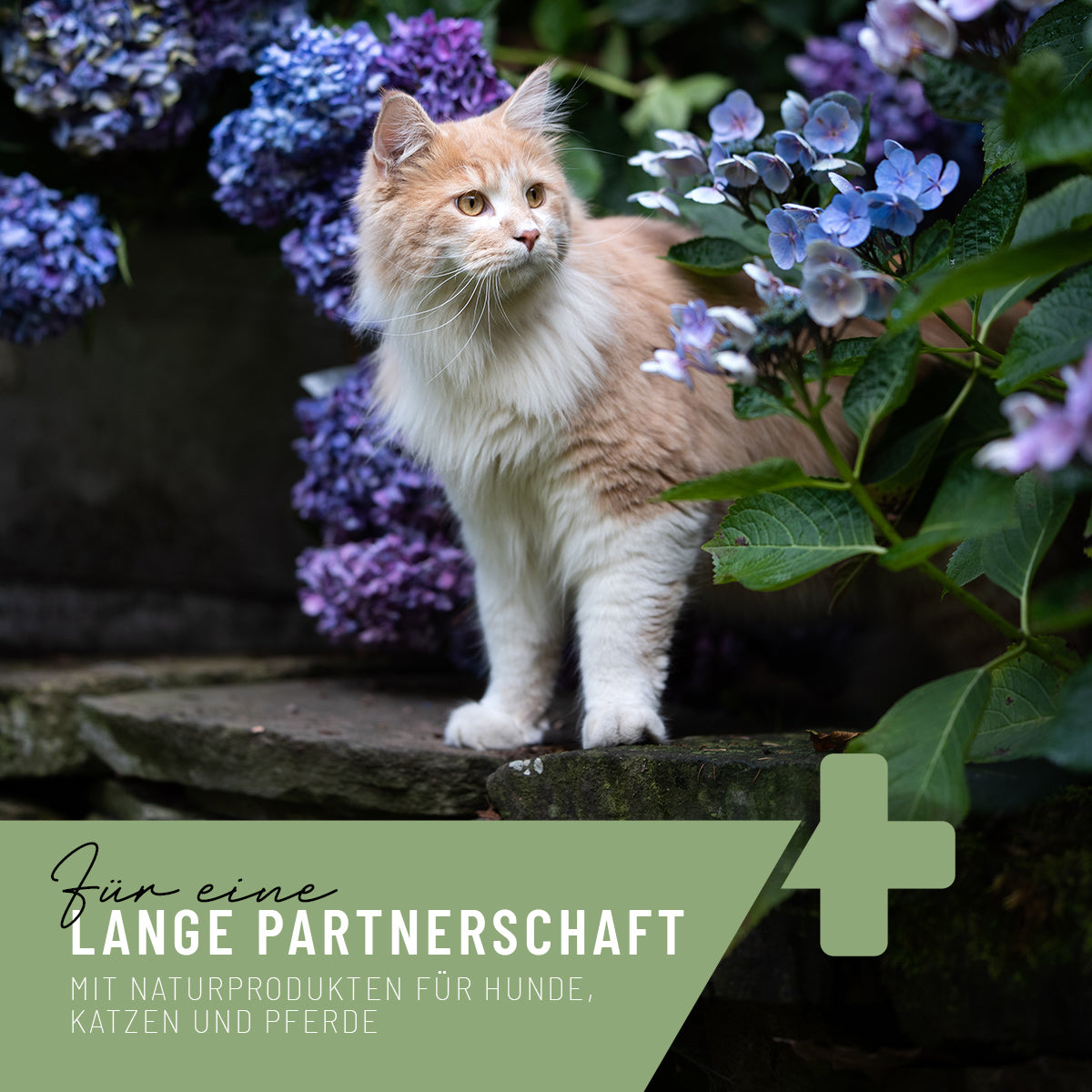 ReaVet-2er-Barf-Öl-Set-Lachsöl-Leinöl-Katze