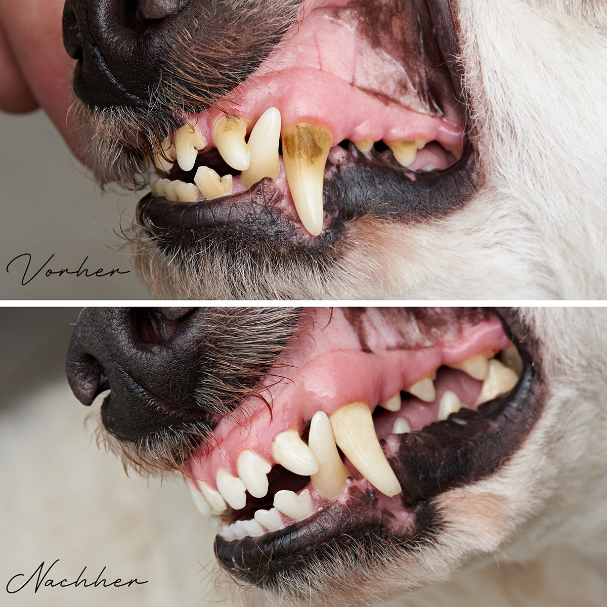 ReaVet-Denta-Vital-Pulver-Zähne