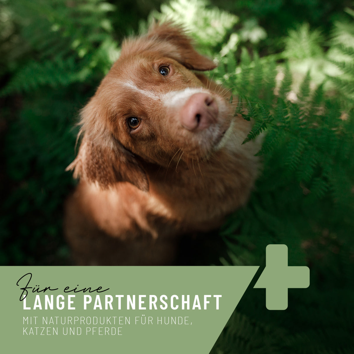 Reavet-Ruhepol-Tabletten-Hund2