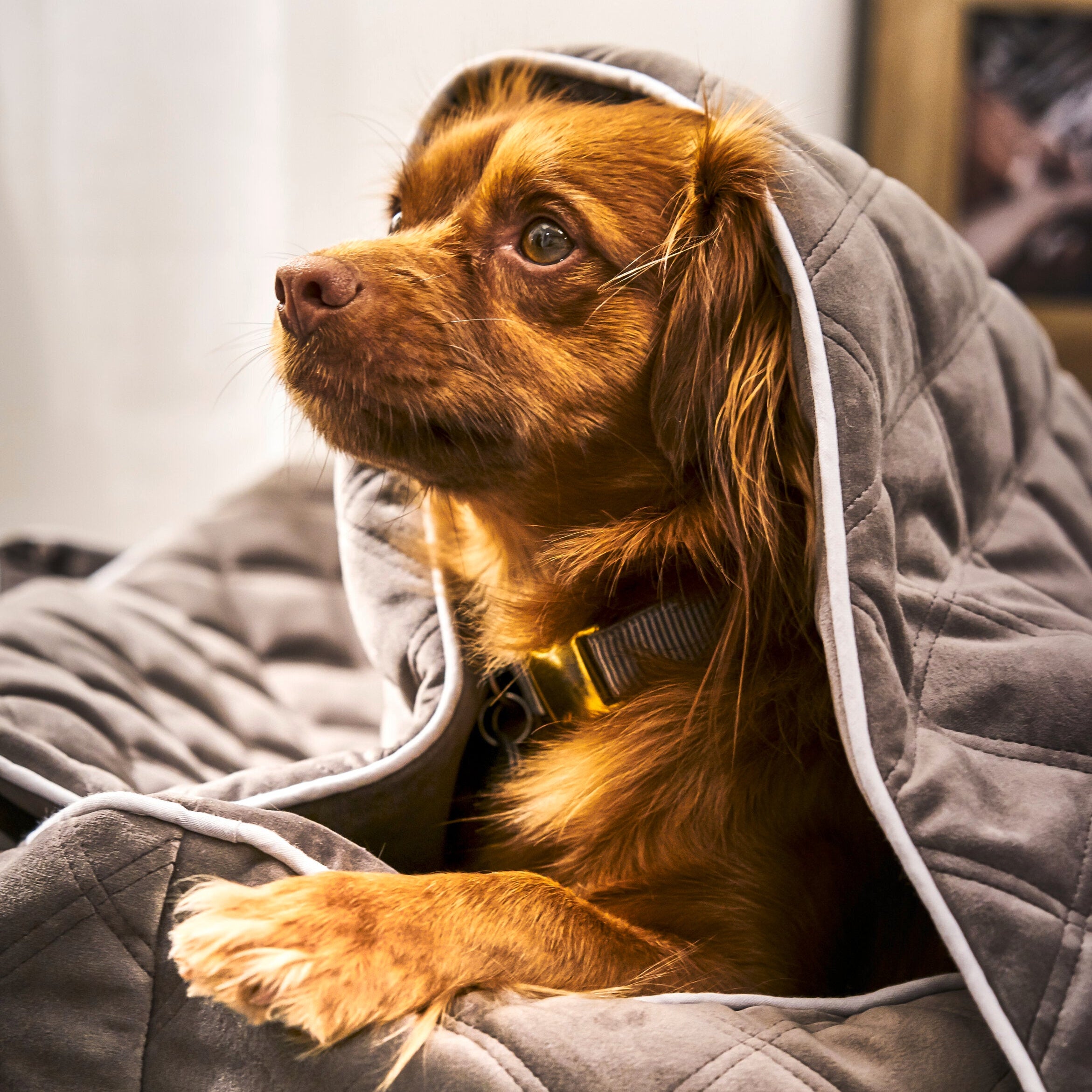 Laboni-Hundebett-Oxford-Stone-Bett-Decke