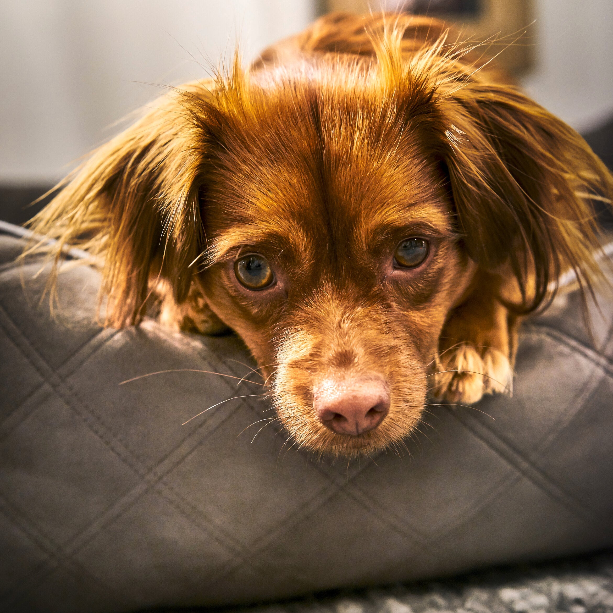 Laboni-Hundebett-Oxford-Stone-Hund2