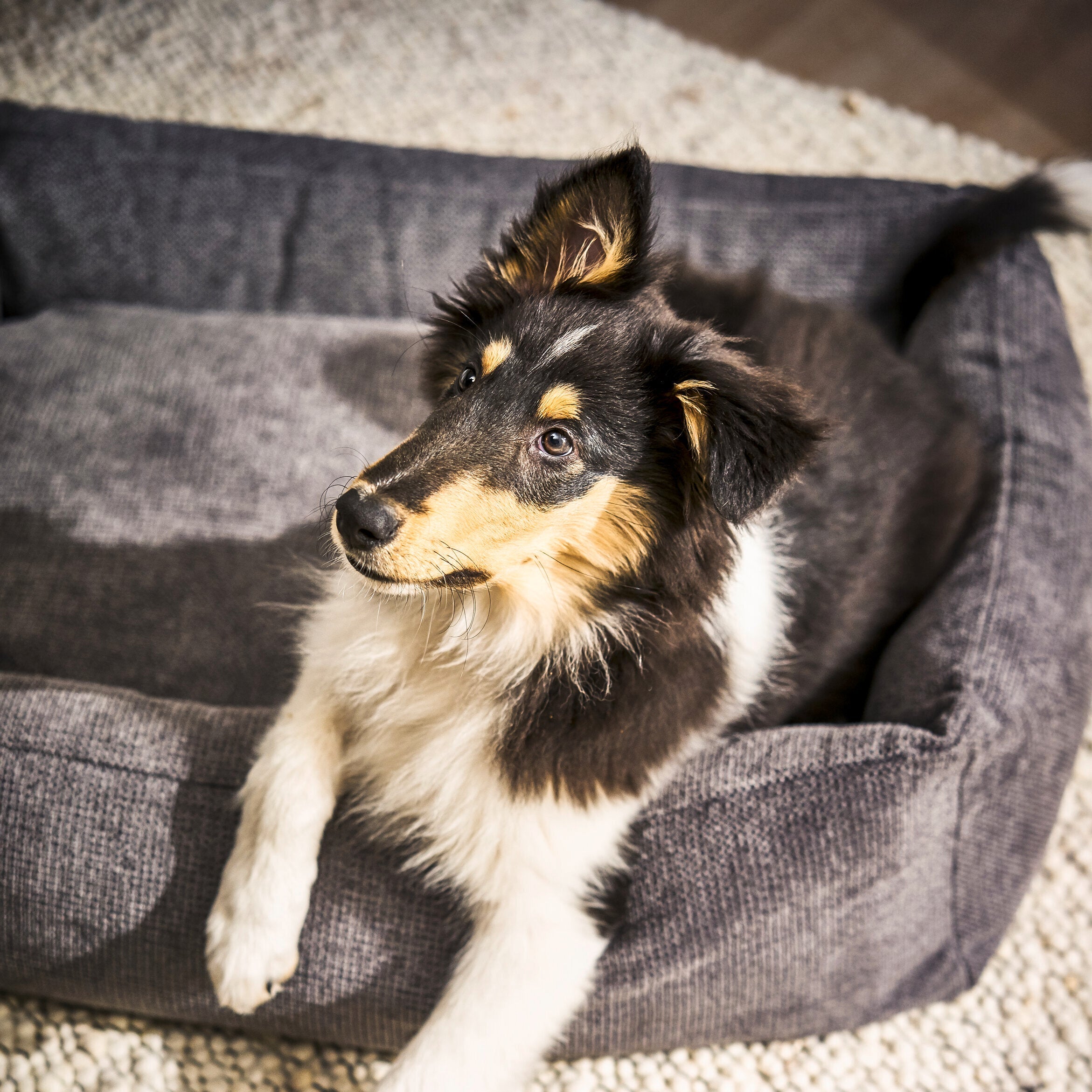 Laboni-Classic-Hundebett-Tudor-Anthrazit-Dog