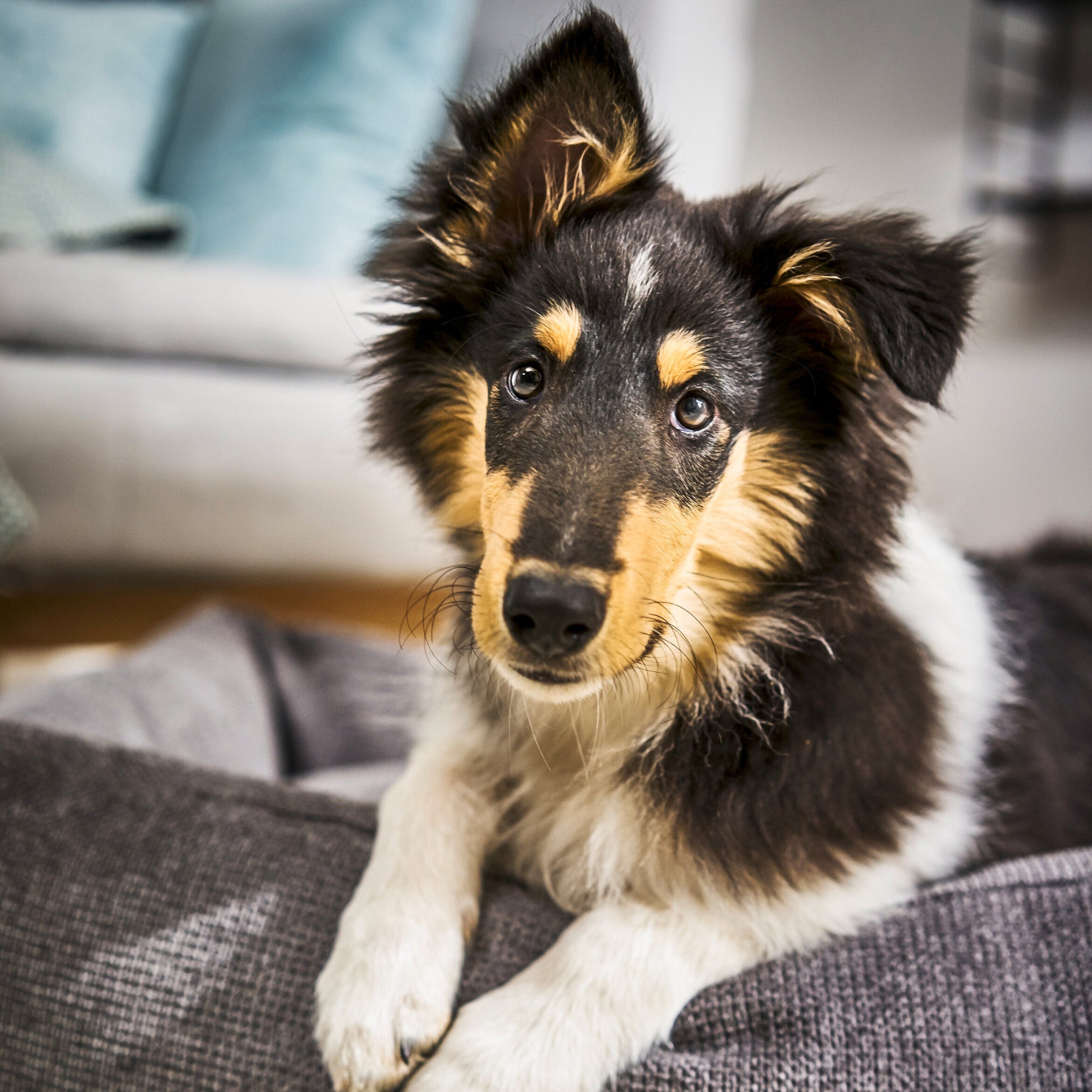 Laboni-Classic-Hundebett-Tudor-Anthrazit-Hund3