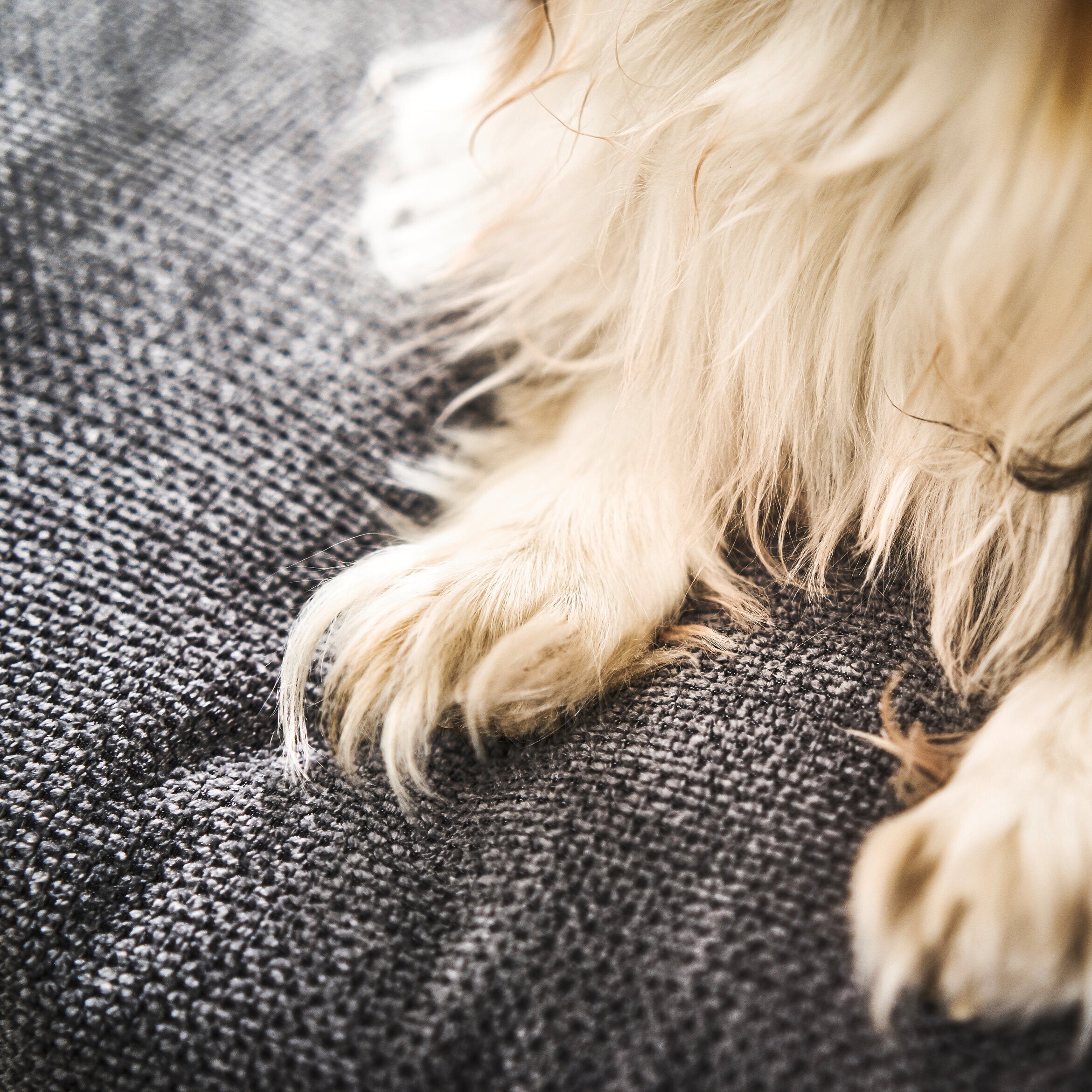 Laboni-Classic-Hundebett-Tudor-Anthrazit-Detail