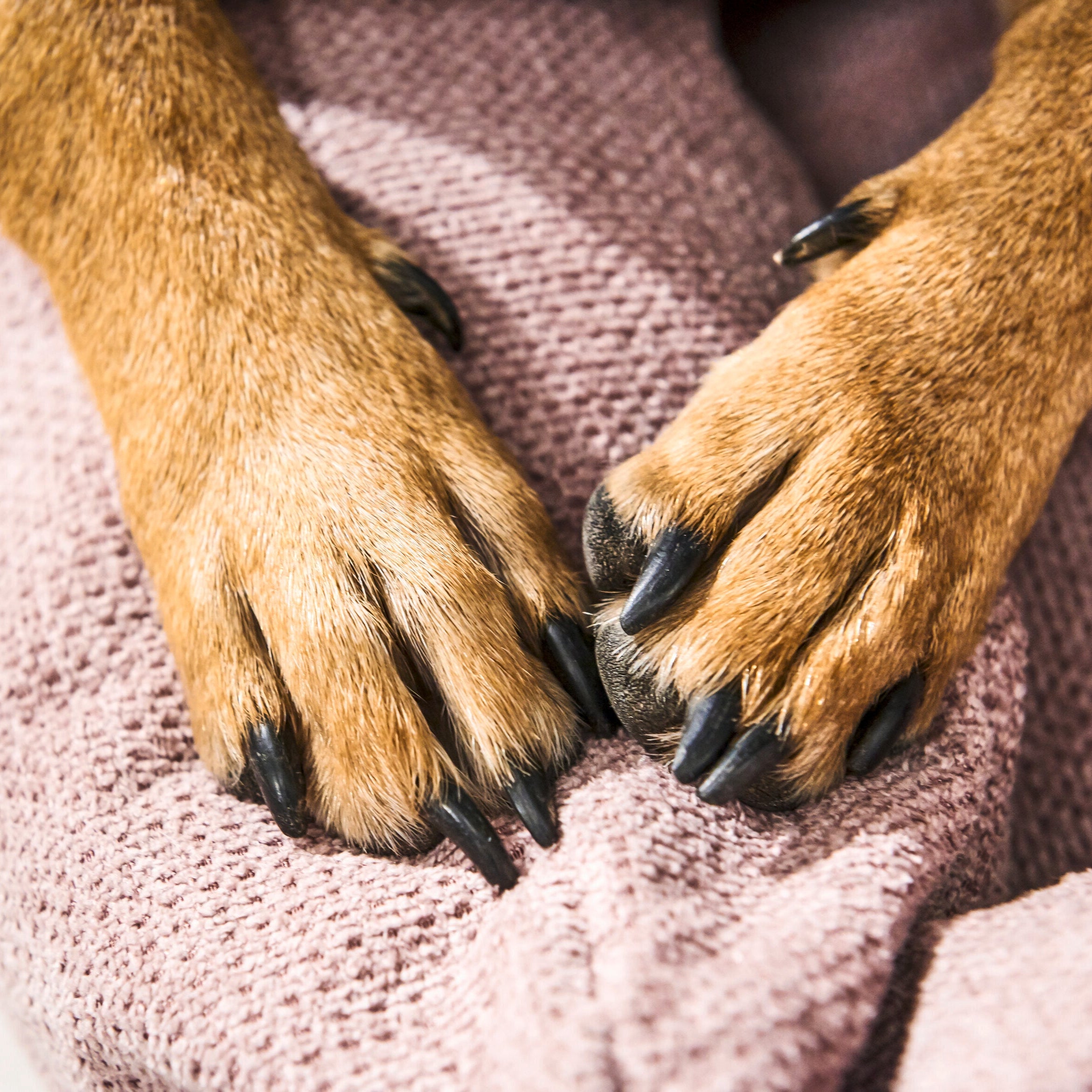 Laboni-Classic-Hundebett-Tudor-Detail