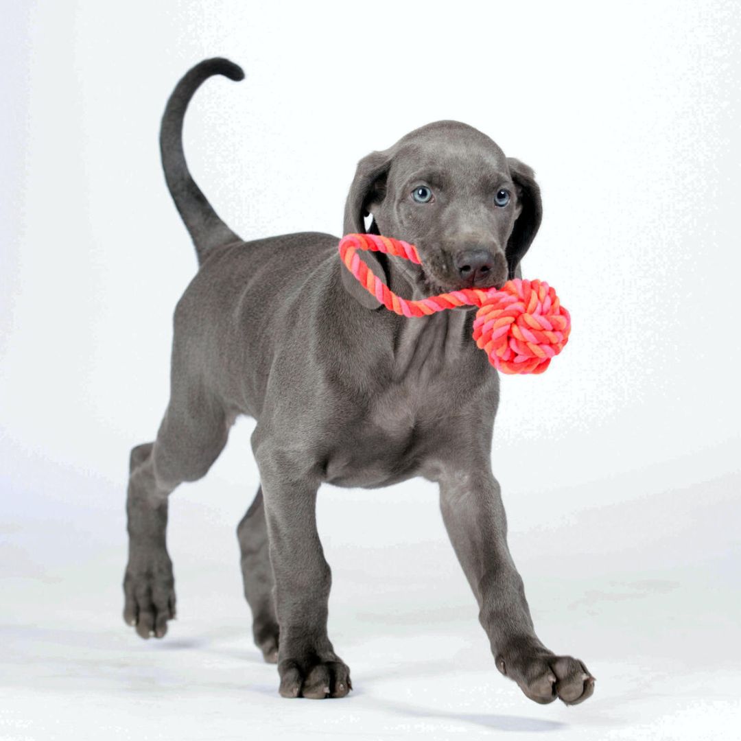 Laboni-Hundespielzeug-Schleuderball-Tauspielzeug-Pink-Orange-Hund1