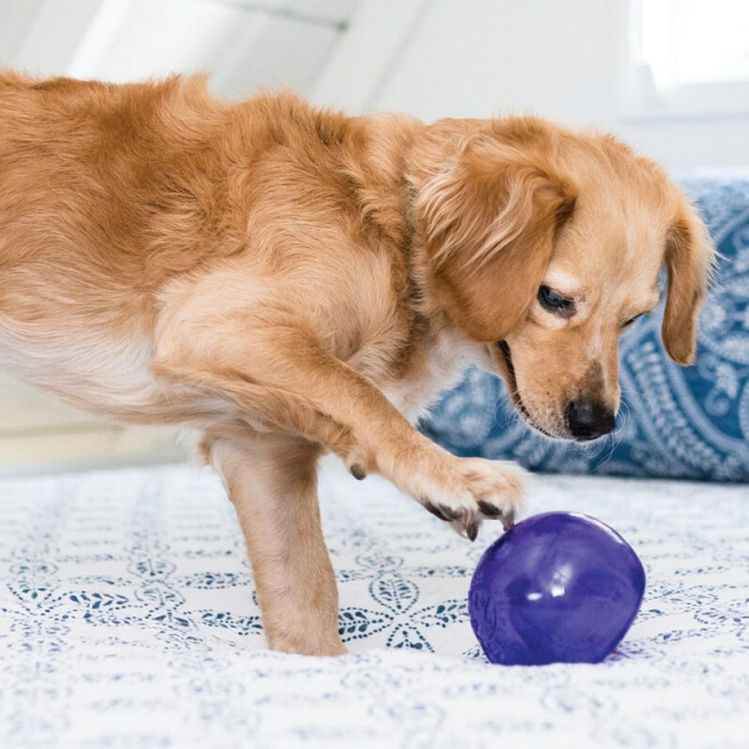 Planet-Dog-Orbee-Tuff-Lil-Snoop-lila-Hund