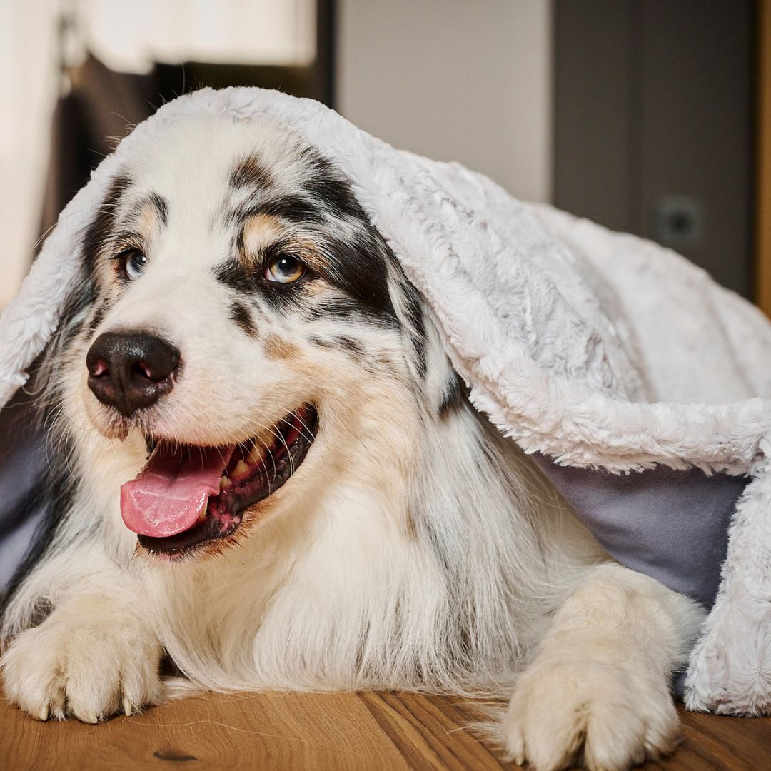 Laboni-Hundedecke-Cozy-light-grey-Hund