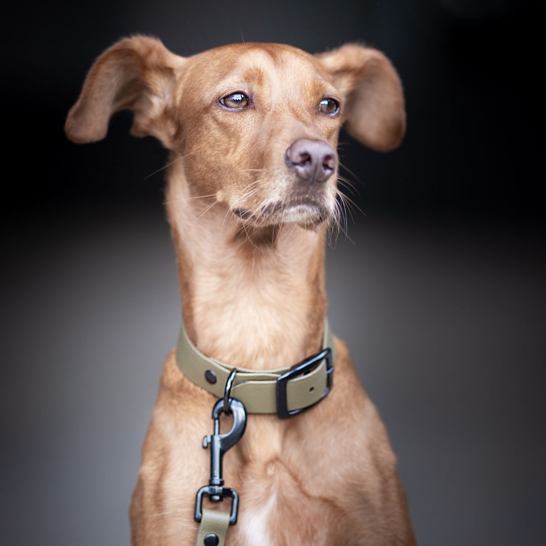 Hundehalsband-Neo-BioThane-Olive-Mood2