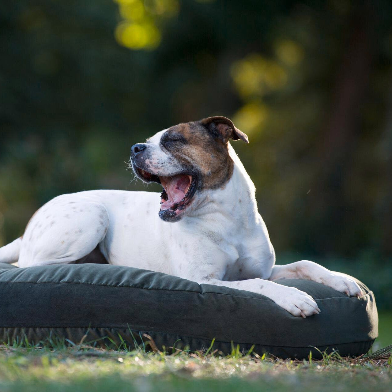 Hundekissen-Luna-Lounge-Oxford-Laboni-Olive-Outdoor2