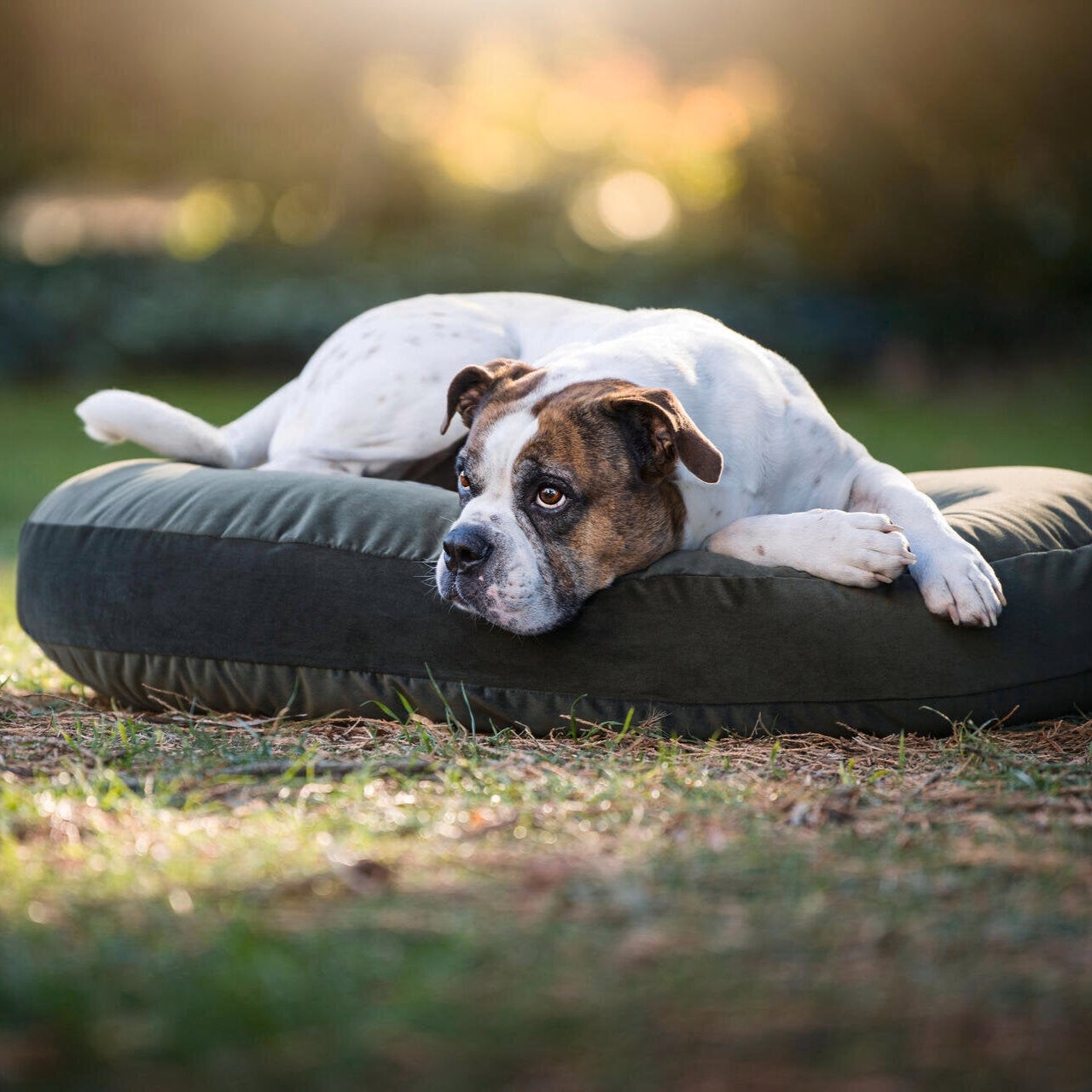 Hundekissen-Luna-Lounge-Oxford-Laboni-Olive-outdoor