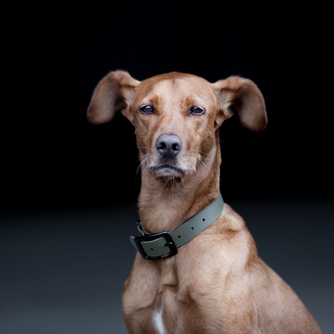 Hundehalsband-Neo-BioThane-Olive-Mood
