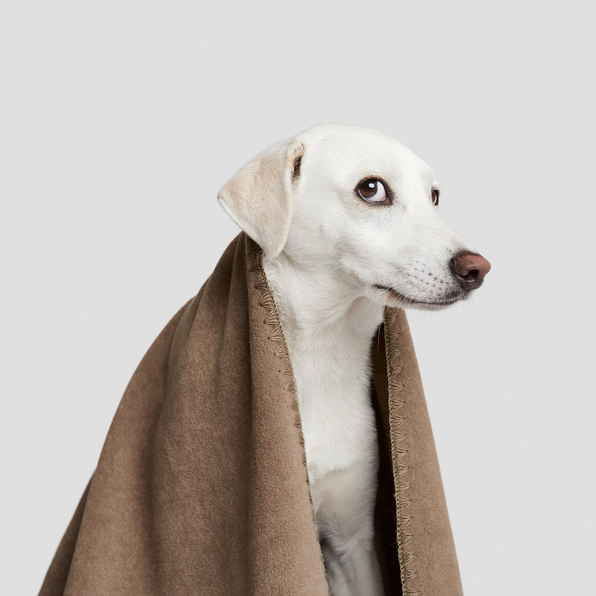 Hundedecke - Soft Fleece - Cloud7 - Sand – WOOFSTUFF - SHOP FOR DOGS
