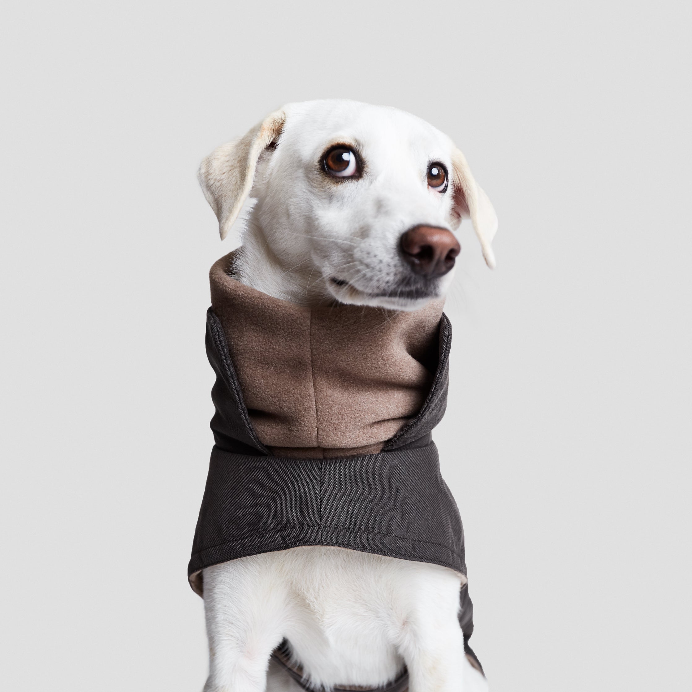 Cloud7-Dog-Coat-Brooklyn-Graphite-Dog