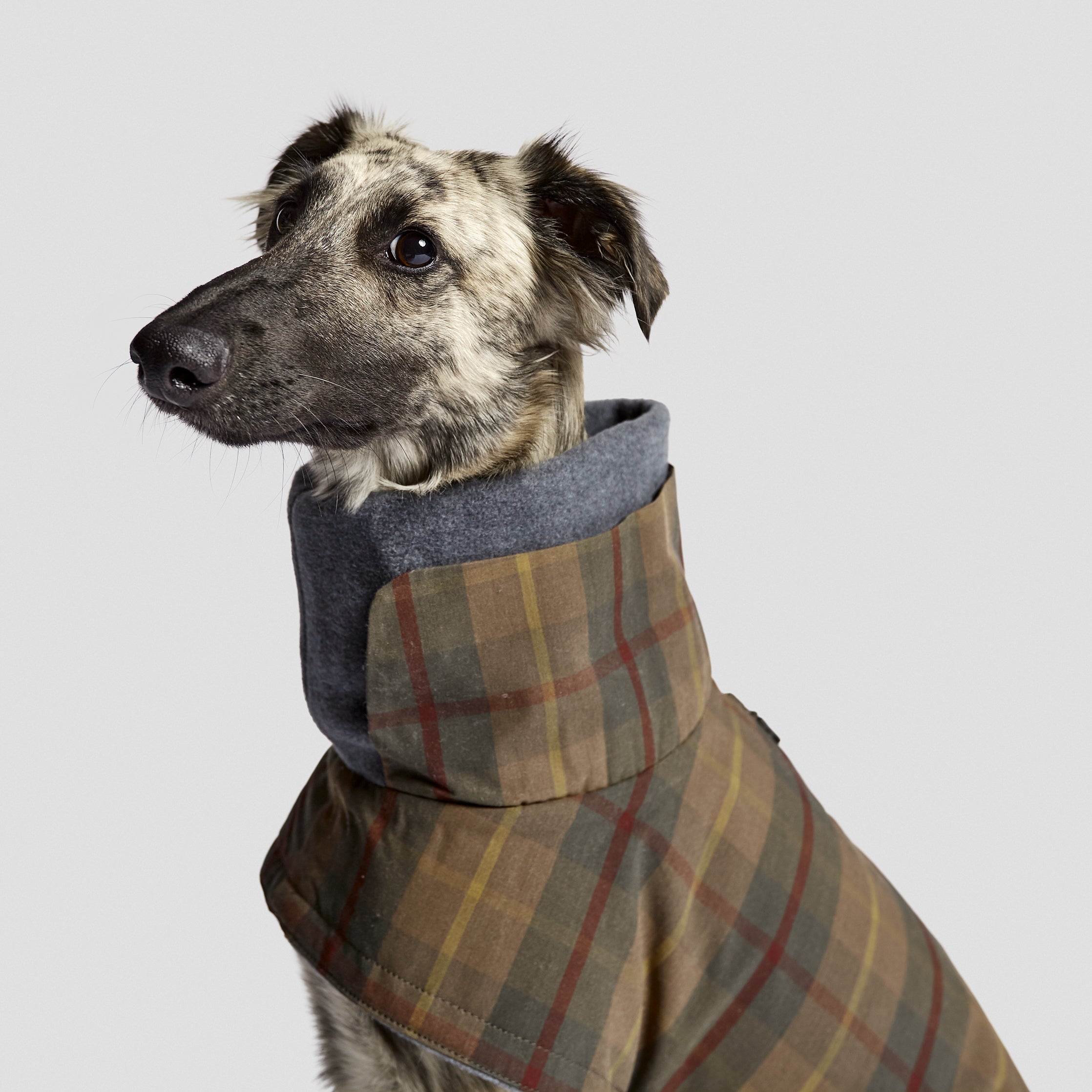 Cloud7-Hundemantel-Brooklyn-Waxed-Tartan-Hund-Nahaufnahme