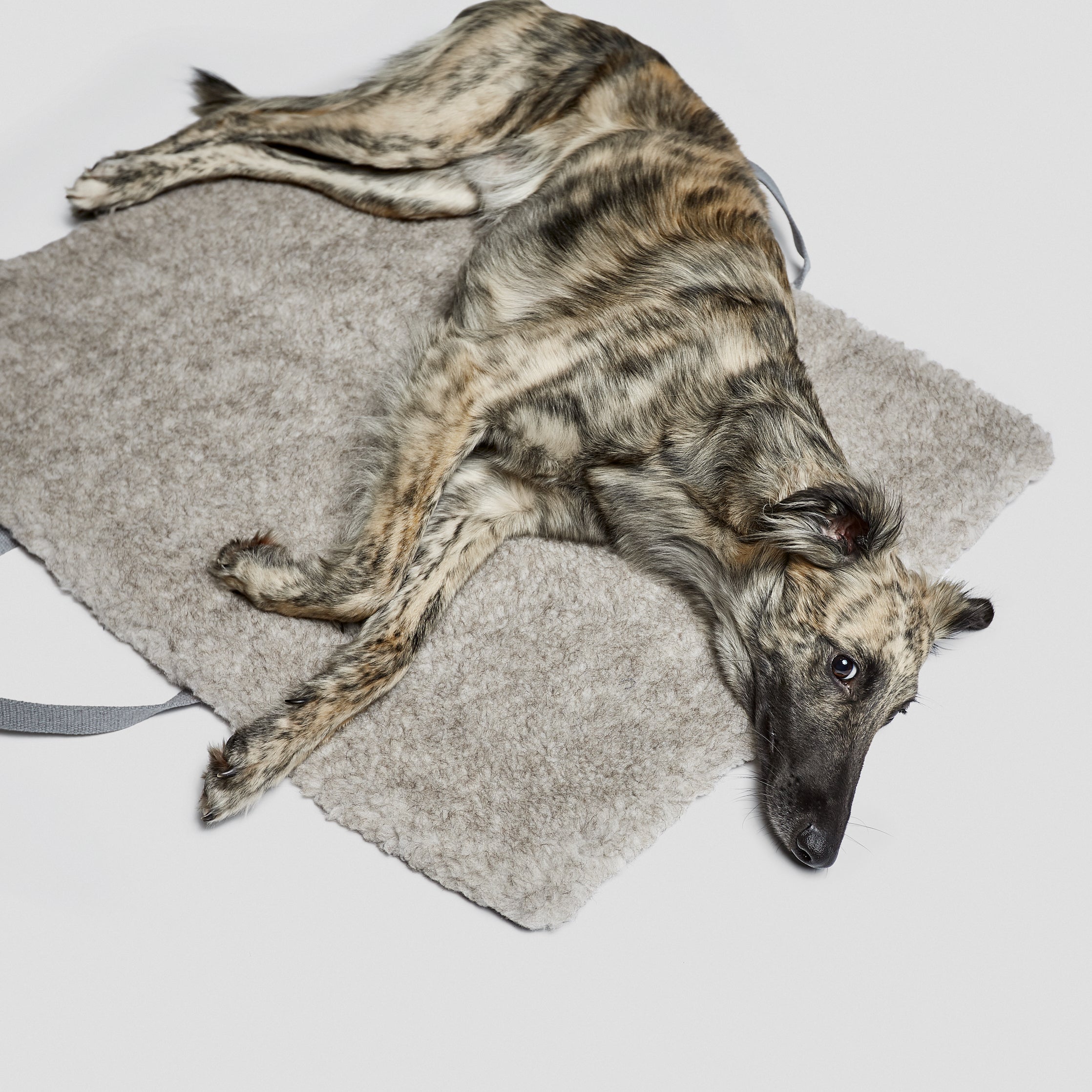 Cloud7-Dog-Travel-Bed-Tweed-Taupe-Dog