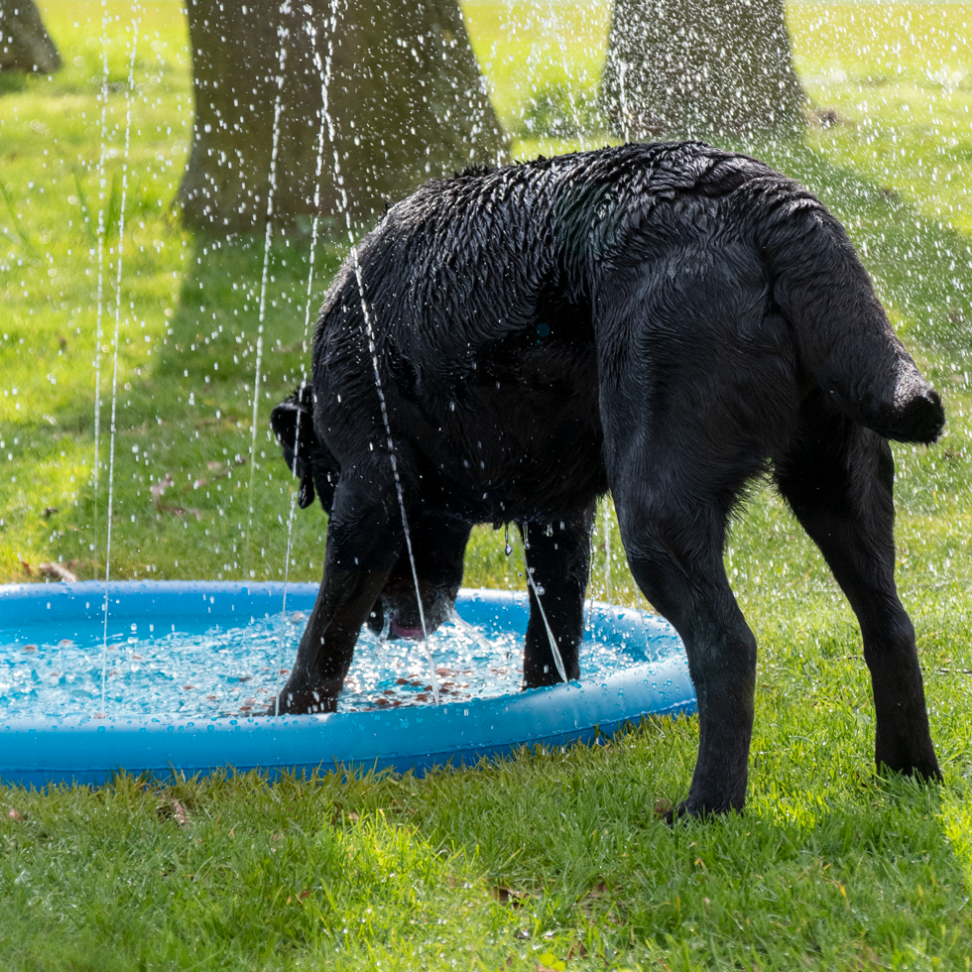 CoolPets-Splash-Sprinkler-Pad-6