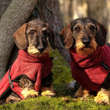 Dryup-Cape-Dackel-Bordeaux-Hundebademantel-Mood