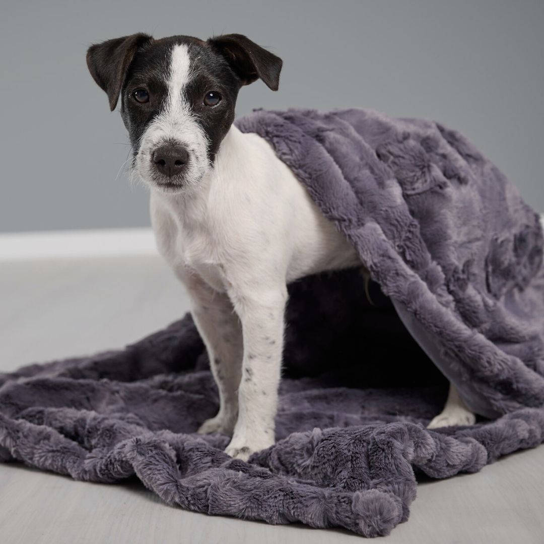 Laboni-Hundedecke-Cozy-stone-Jack-Russel