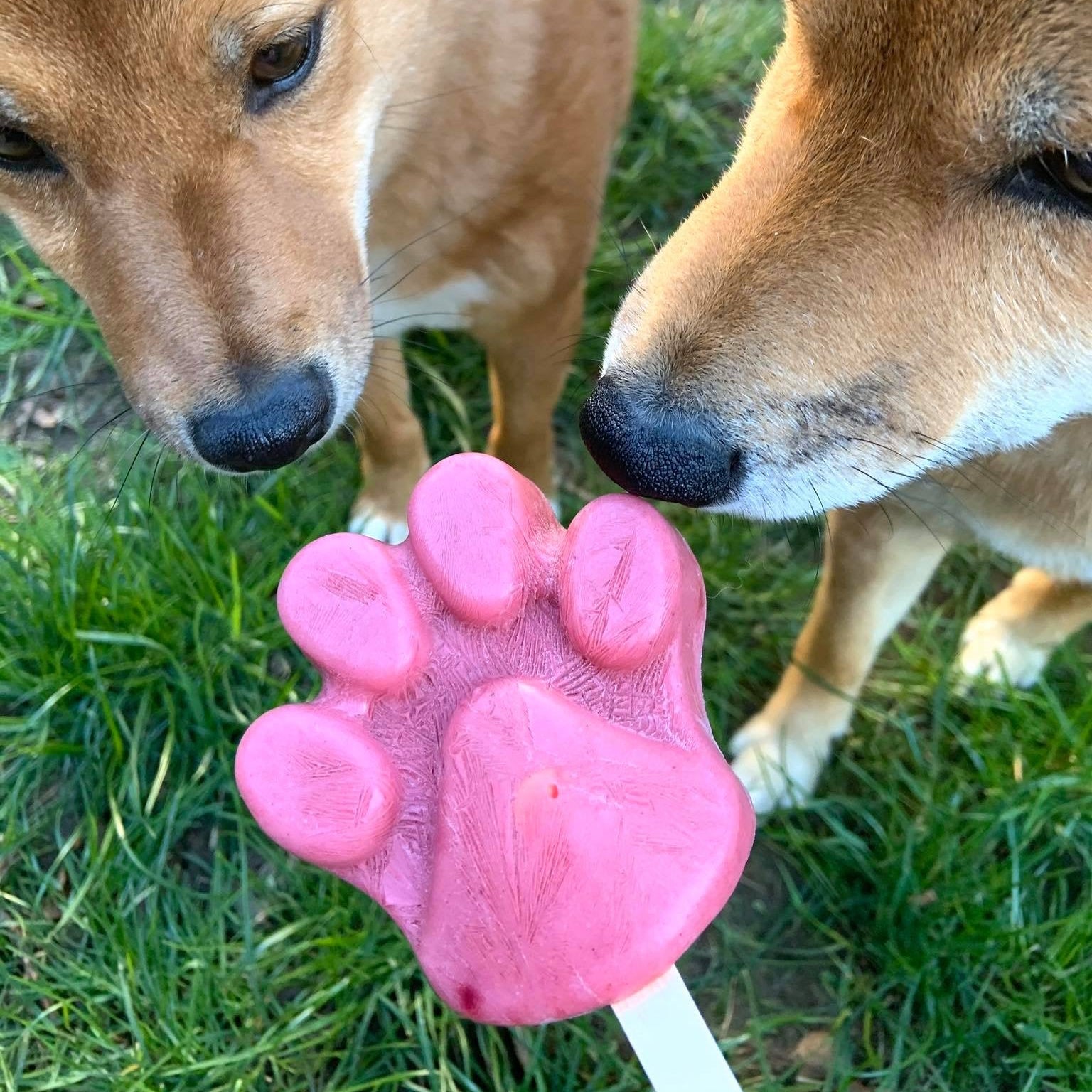 ICE-BUDDY-Pfotenform-Silikon-Hundeeis-Hunde