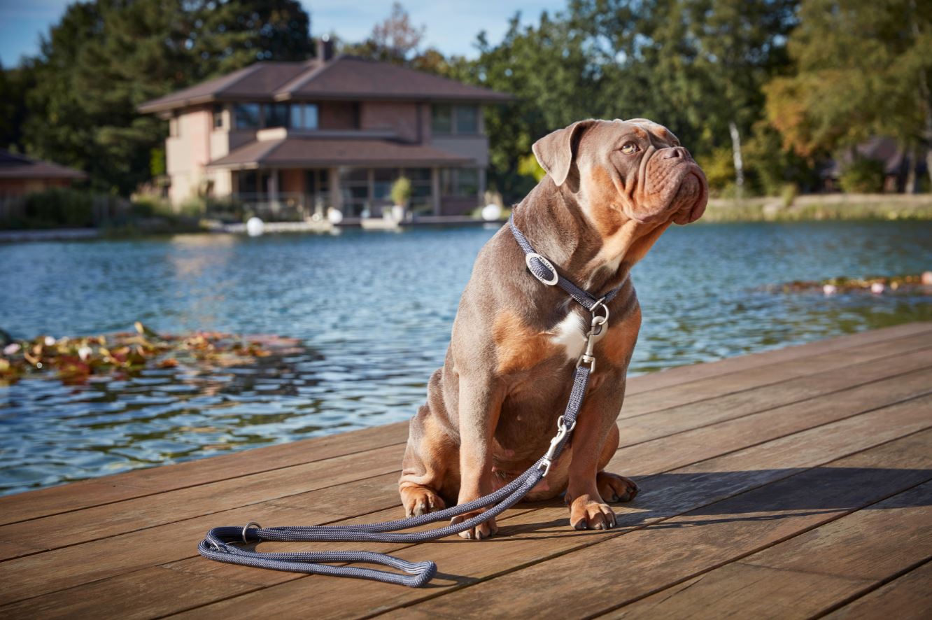 Hundehalsband Tau K2 Olive