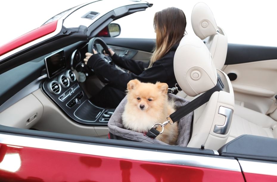 KONG-Autositz-mit-HundKONG-Autositz-mit-Hund