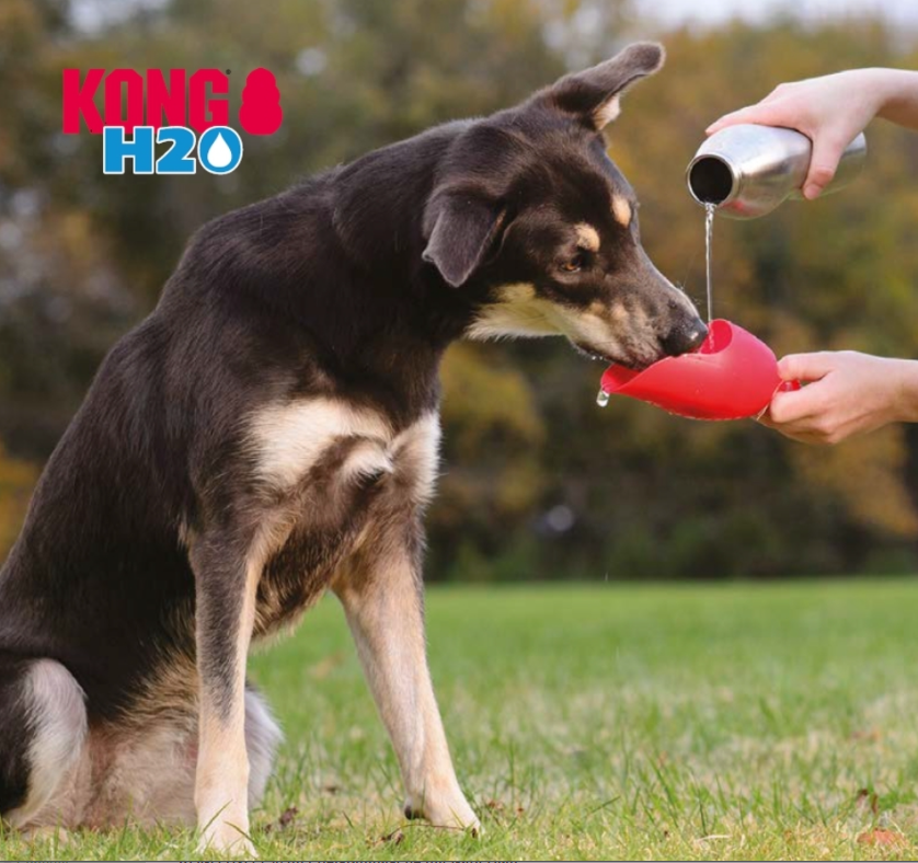 KONG Edelstahl Trinkflasche Orange