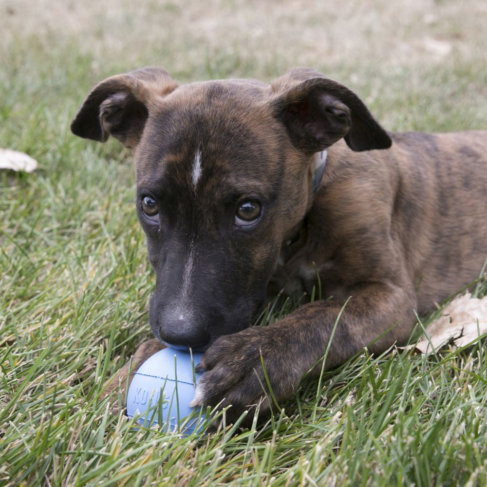Kong-Puppy-Ball-Hund