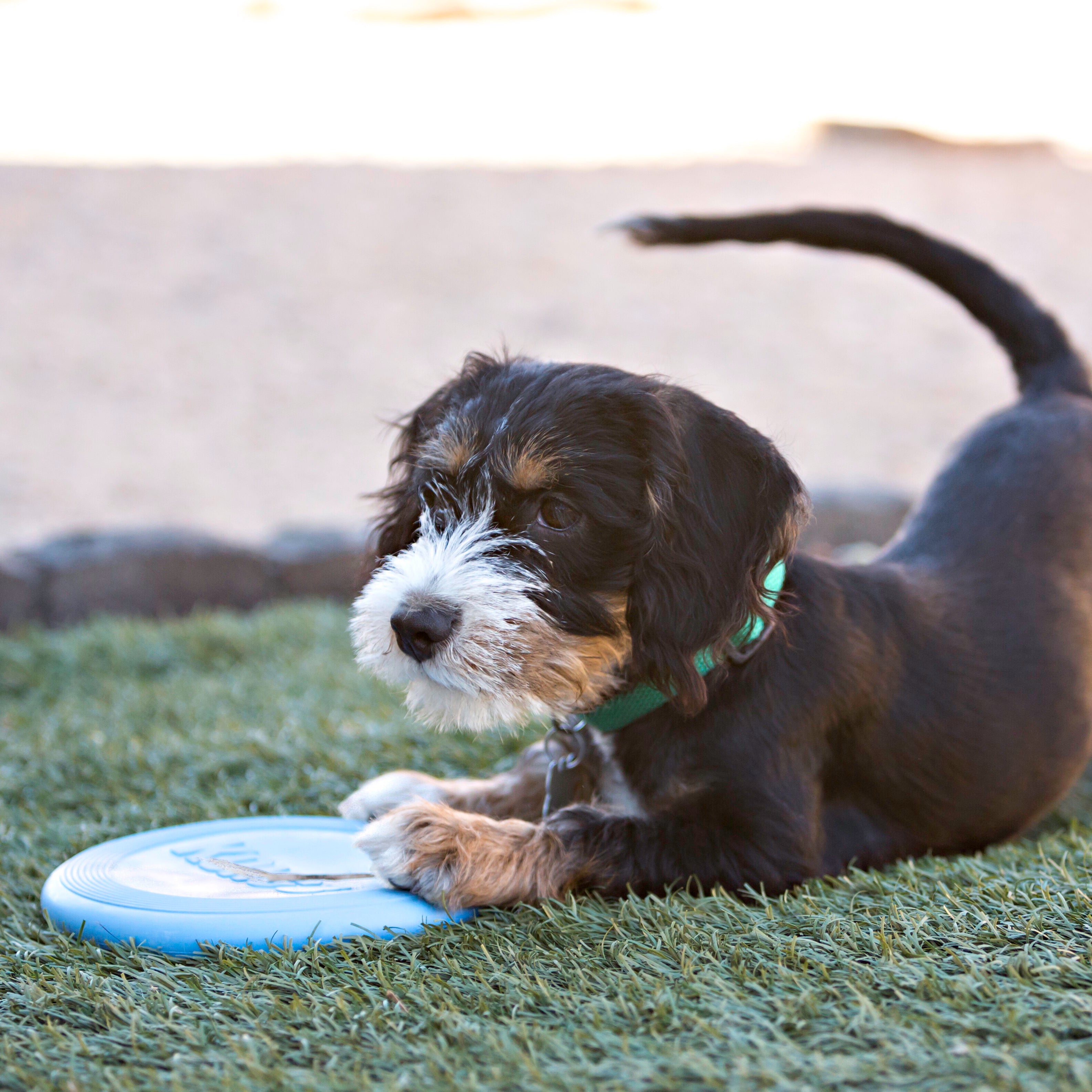 Kong-Puppy-Flyer-sortiert-Mood