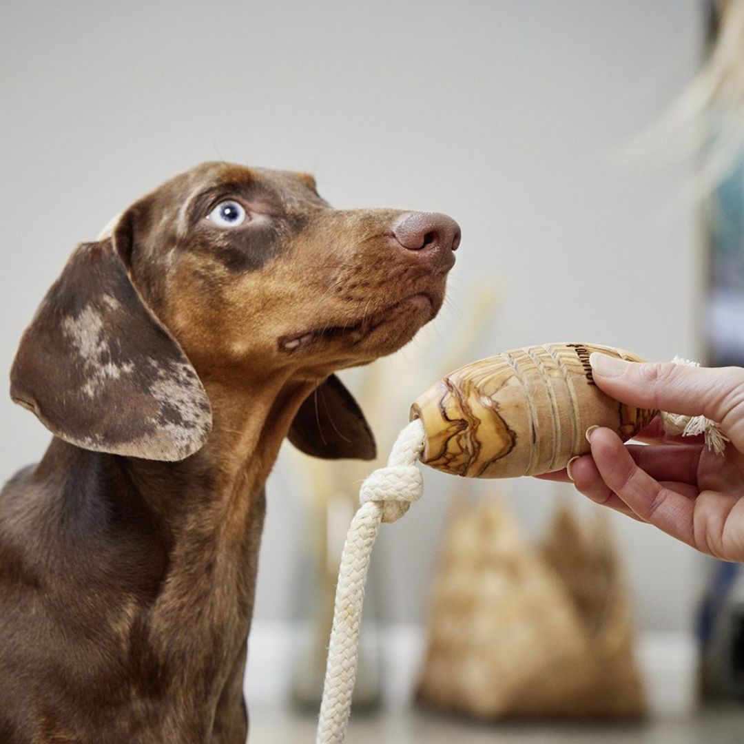 Tau-Hundespielzeug-Olivi-Rugby-Wolters-Hund