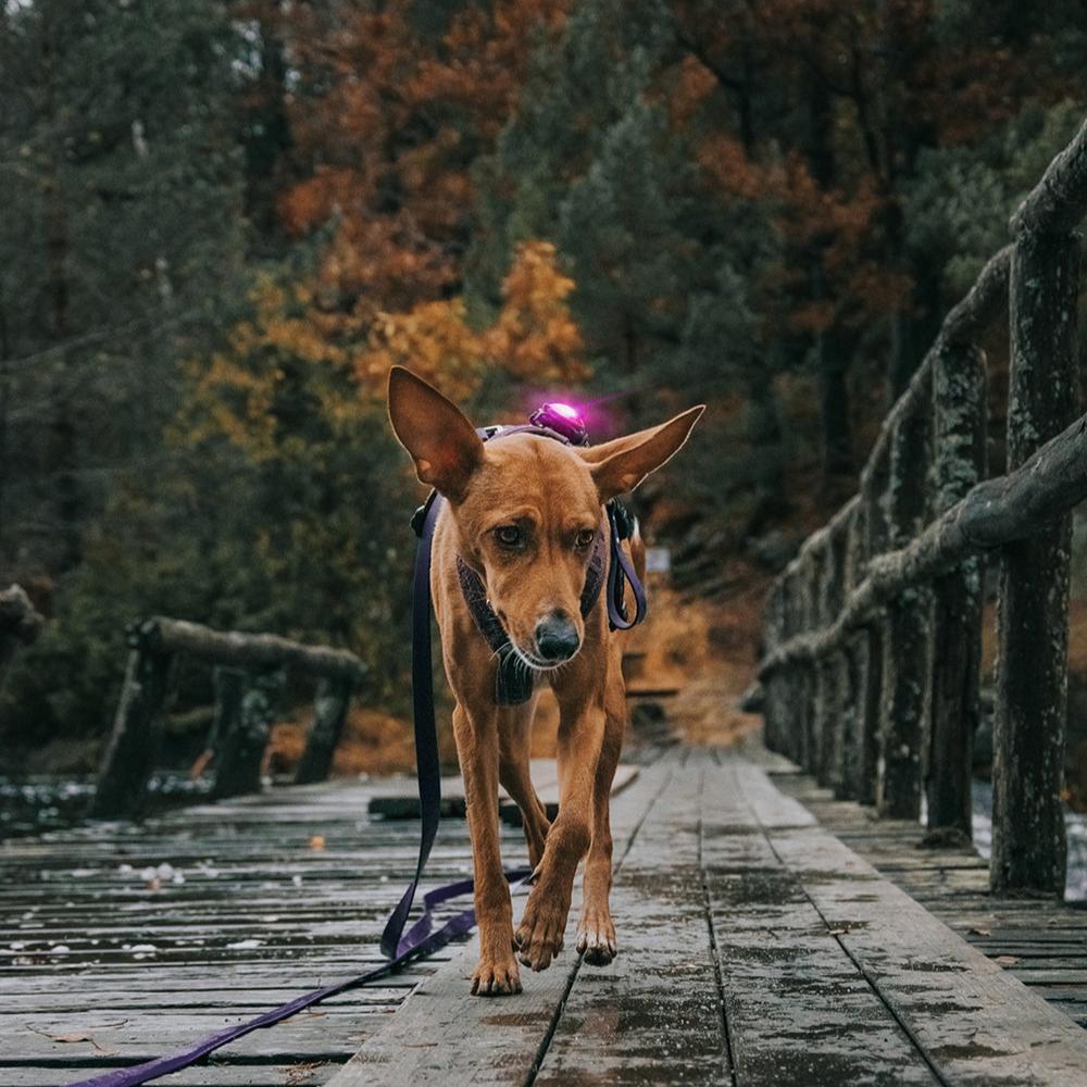 Orbiloc-Dog-Dual-Sicherheitslicht-Pink-Hund
