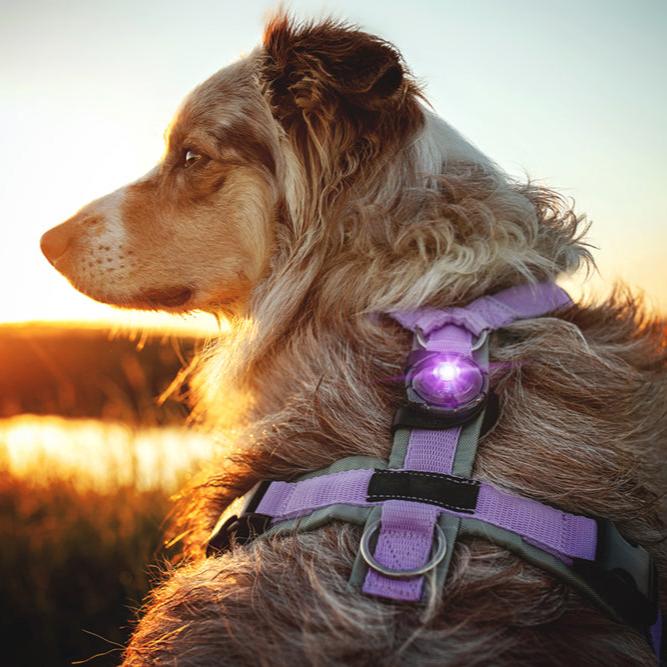 Orbiloc-Dog-Dual-Sicherheitslicht-Purple-Hund2
