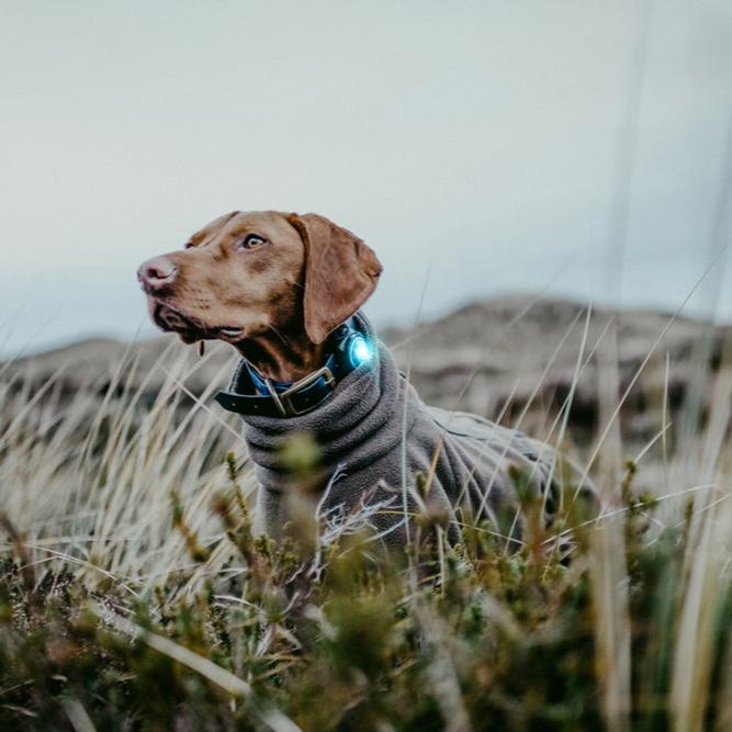 Orbiloc-Dog-Dual-Sicherheitslicht-Turquoise-Hund