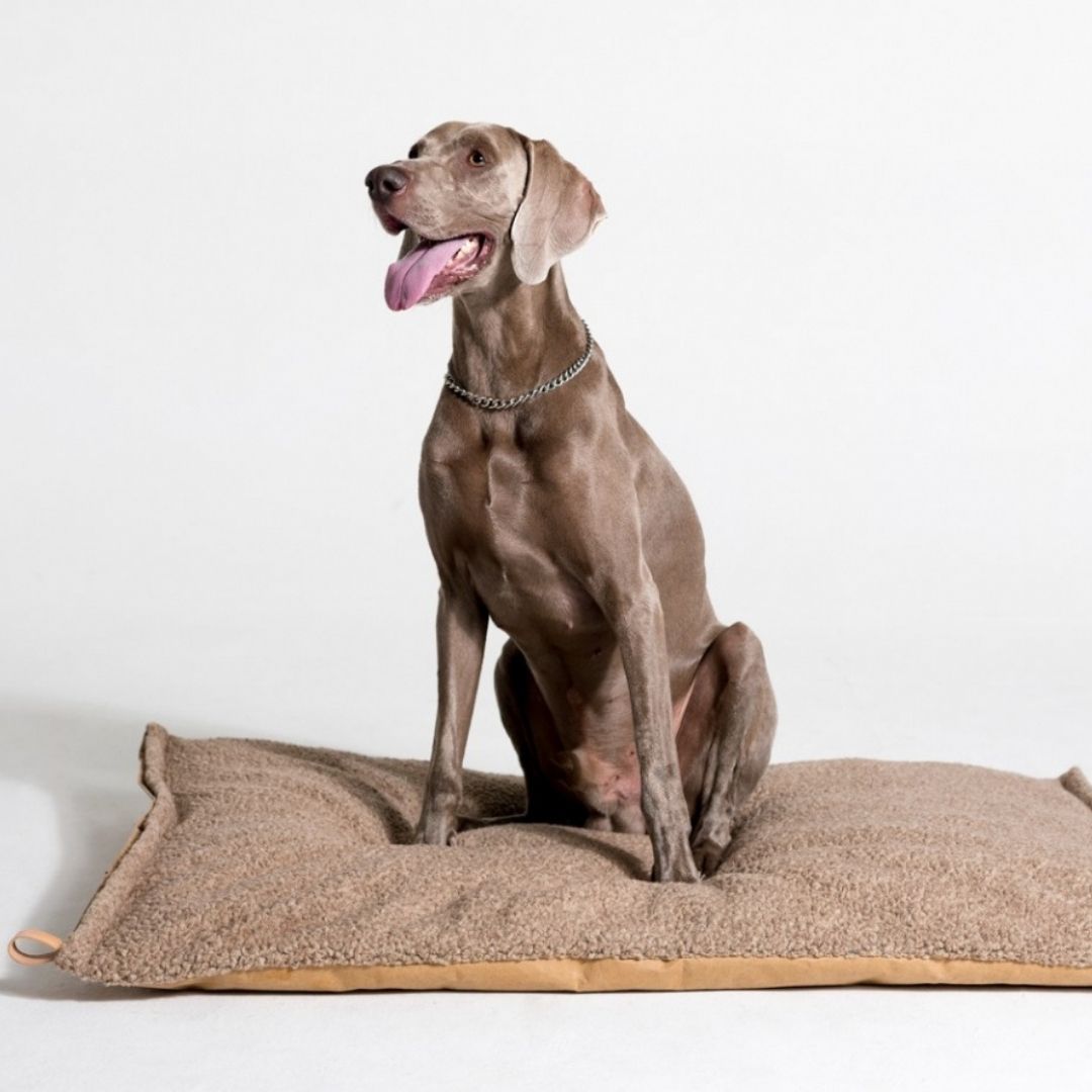 2.8-duepuntooto-Hundekissen-Richard-Bouclé-Wolle-Hund