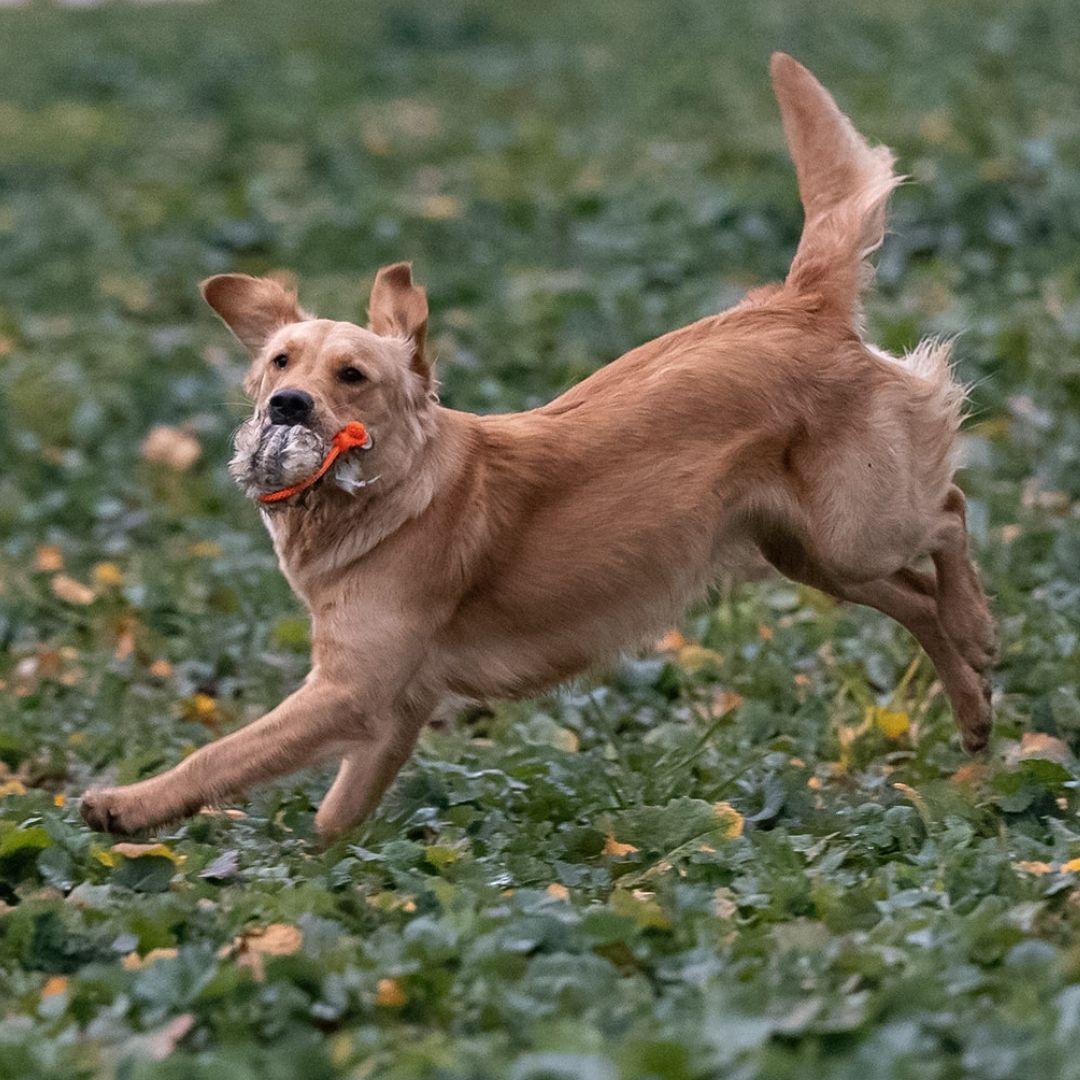 Romneys-Dummyball-Hundetraining-Kaninchenfell-Hund
