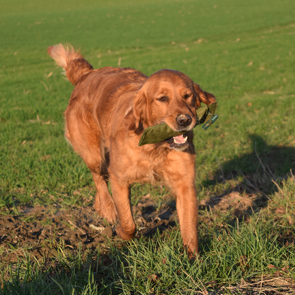 Romneys-futterdummy-nylon-grun-hund-2