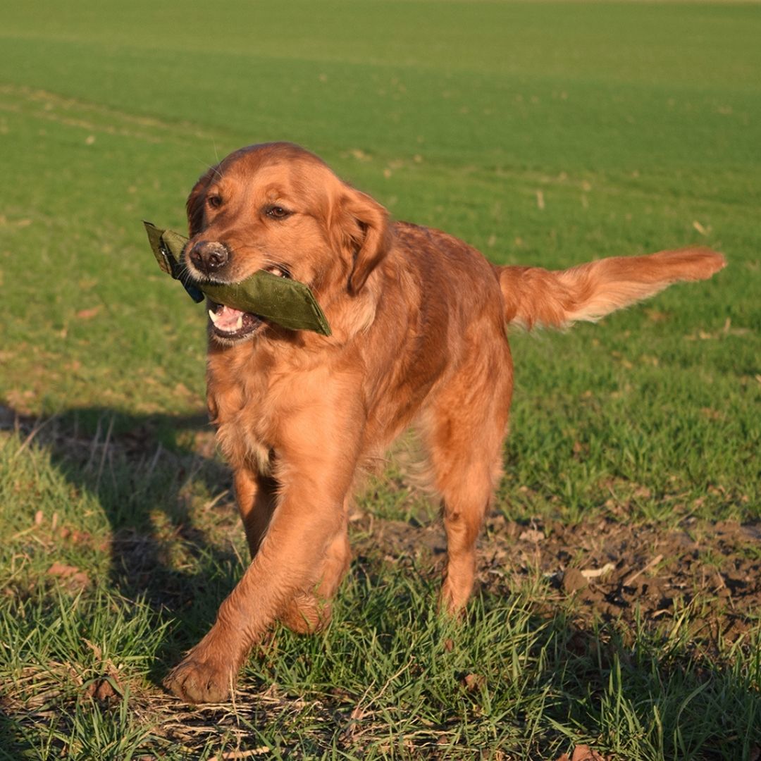 Romneys-futterdummy-nylon-grun-hund