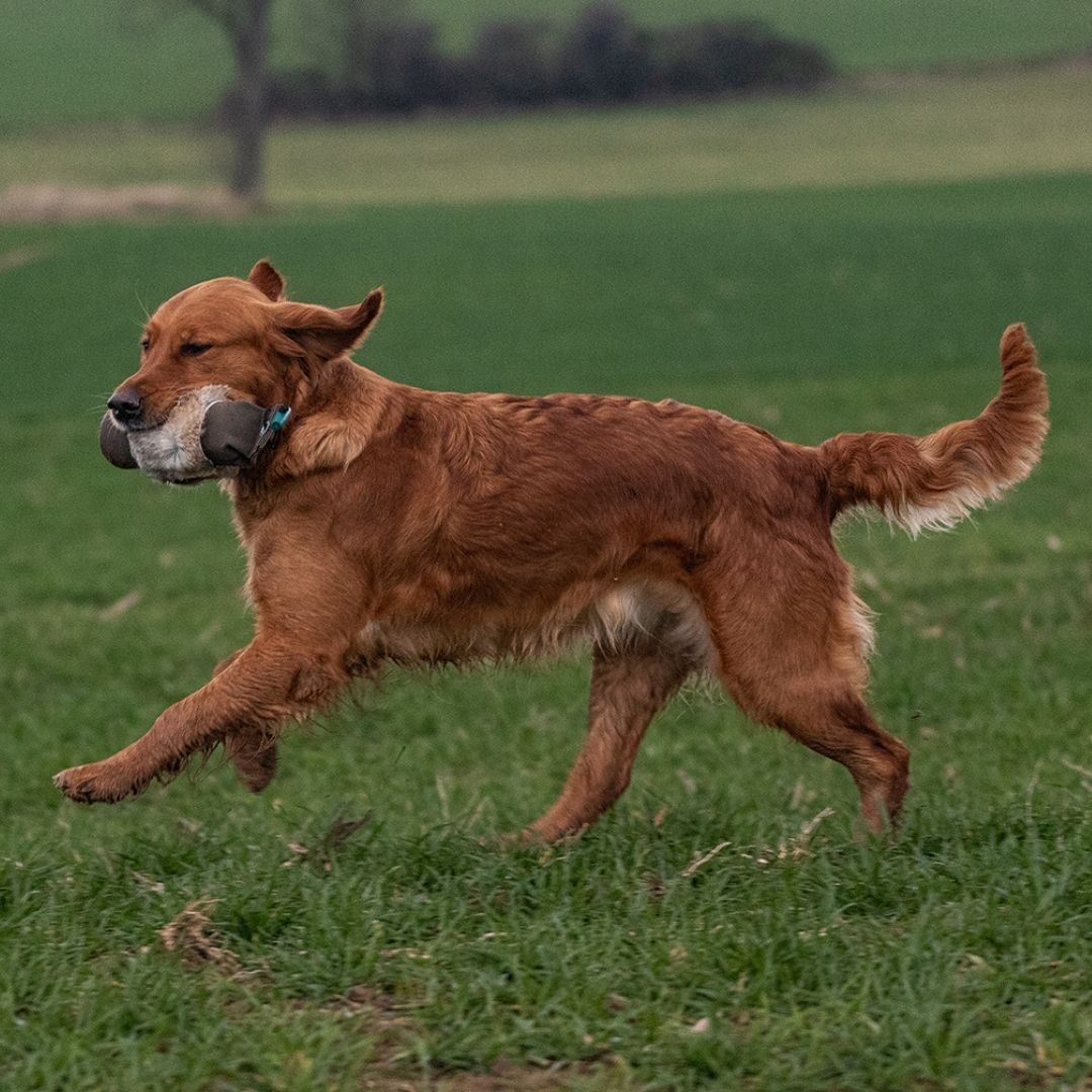 Romneys-Dummy-Hundetraining-KaninchenfellRomneys-Hundedummy-Kaninchenfell-Hund-2