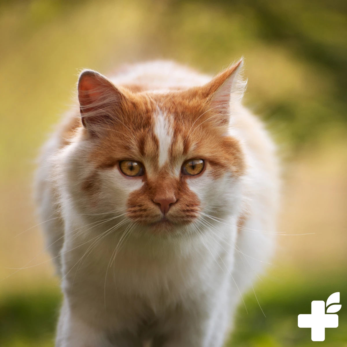 ReaVET-Augenpflege-Liquid-100ml-Katzen